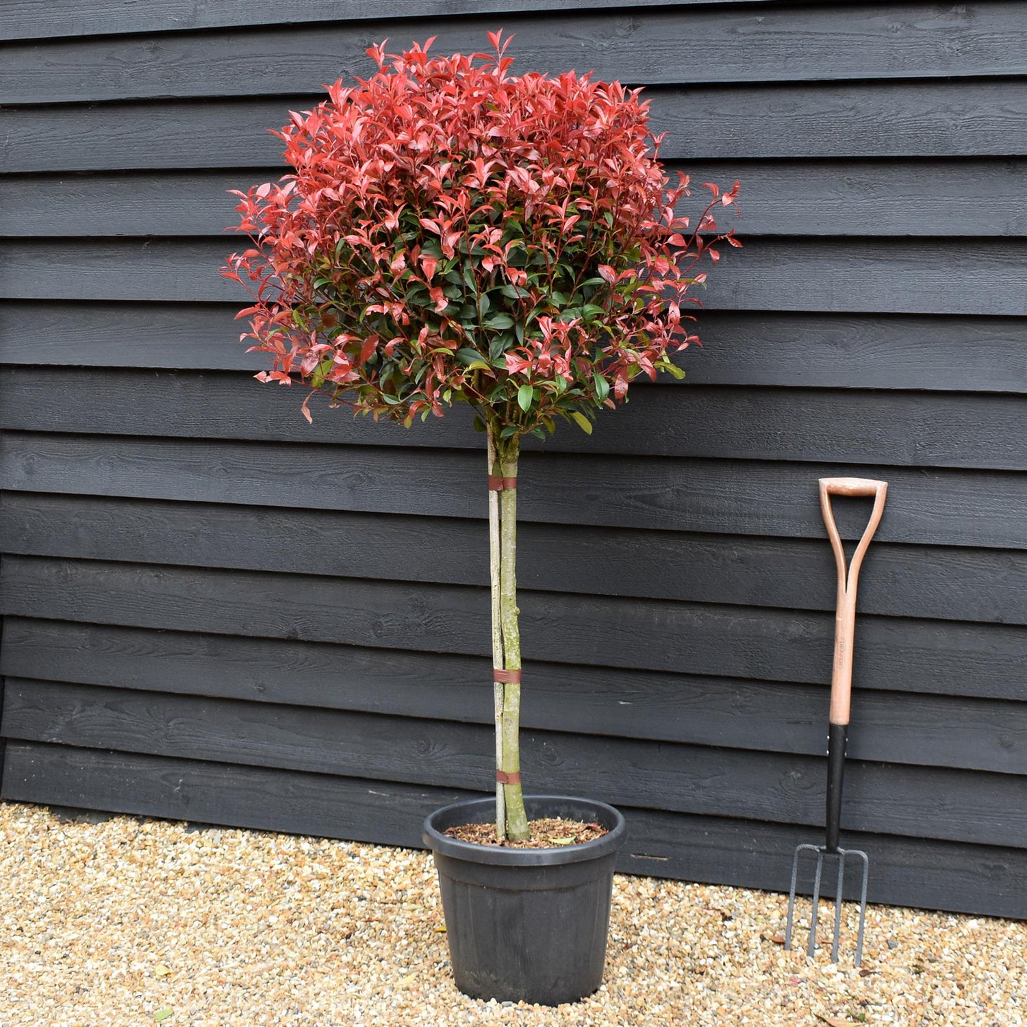 Photinia Red Robin | Christmas berry - Half Standard - Clear Stem 75-85cm - Height 160-170cm - 30lt