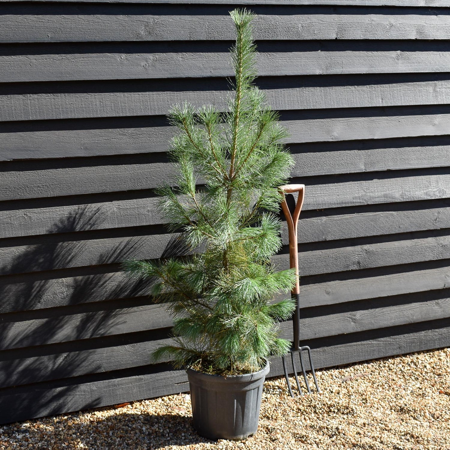 Pinus monticola 'Ammerland' | Western White Pine - Height 140cm - 20lt