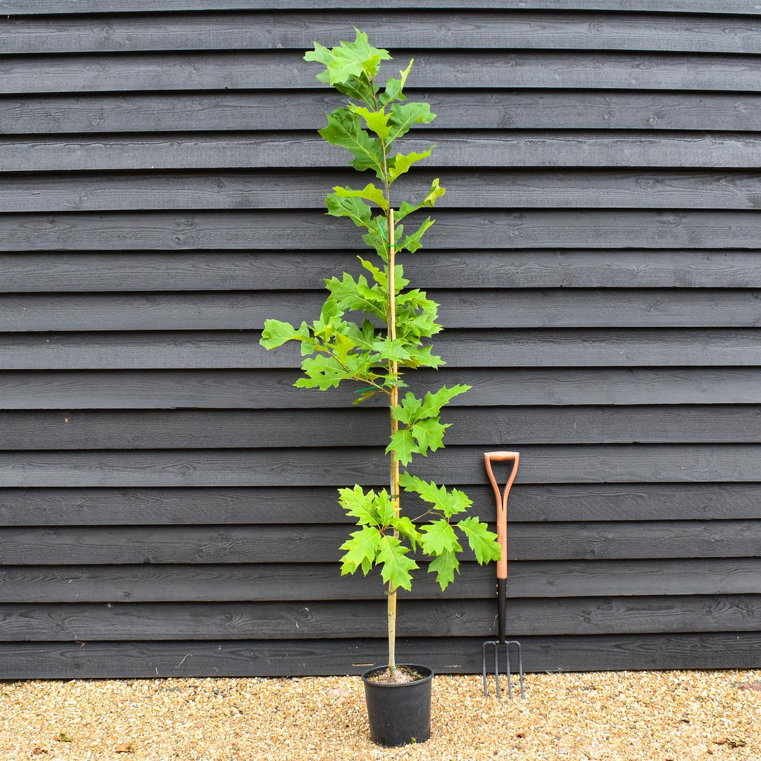 Red Oak | Quercus rubra - Height 150-200cm - 12lt