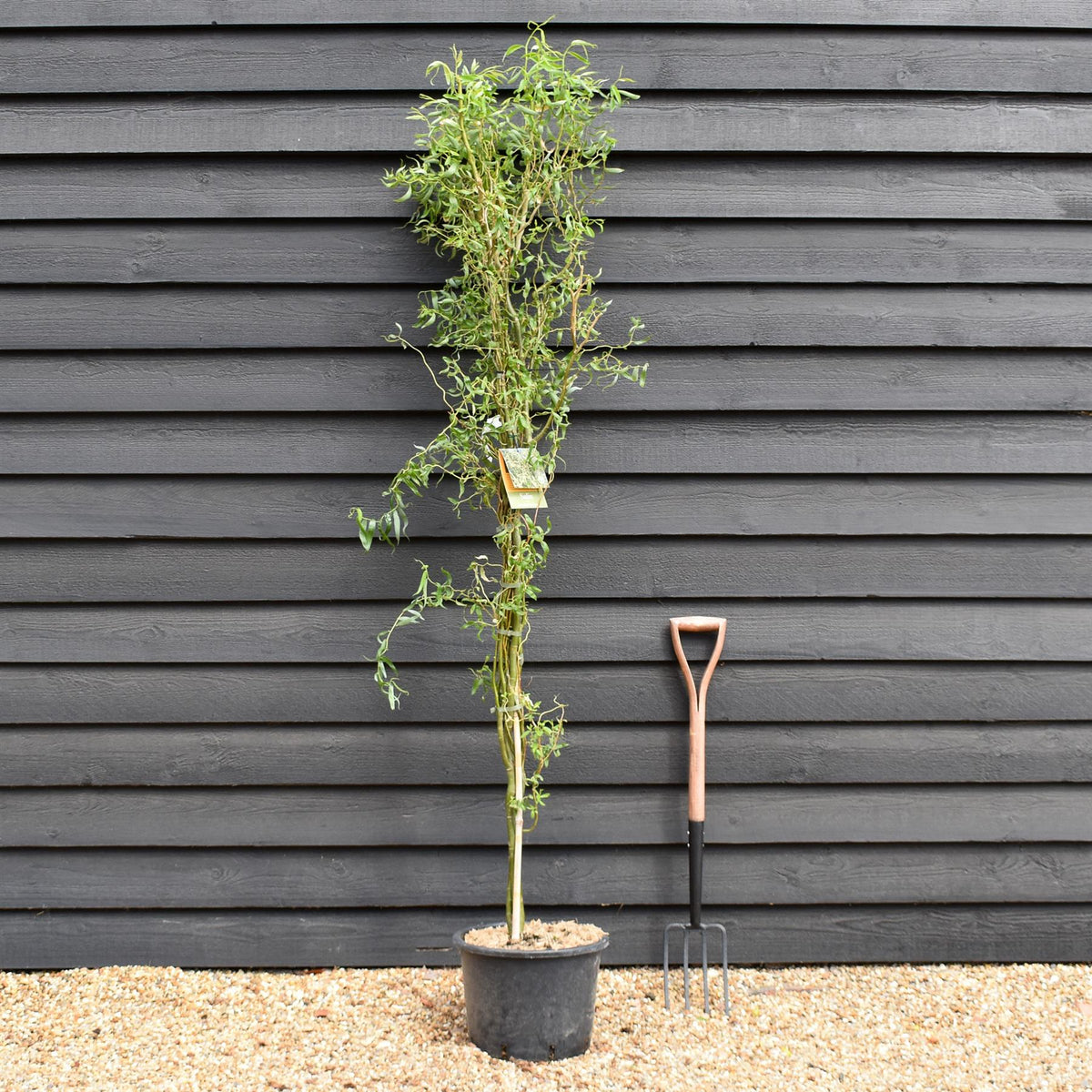 Salix matsudana Tortuosa | Corkscrew Willow - Tree - Height 180-220cm - 20lt