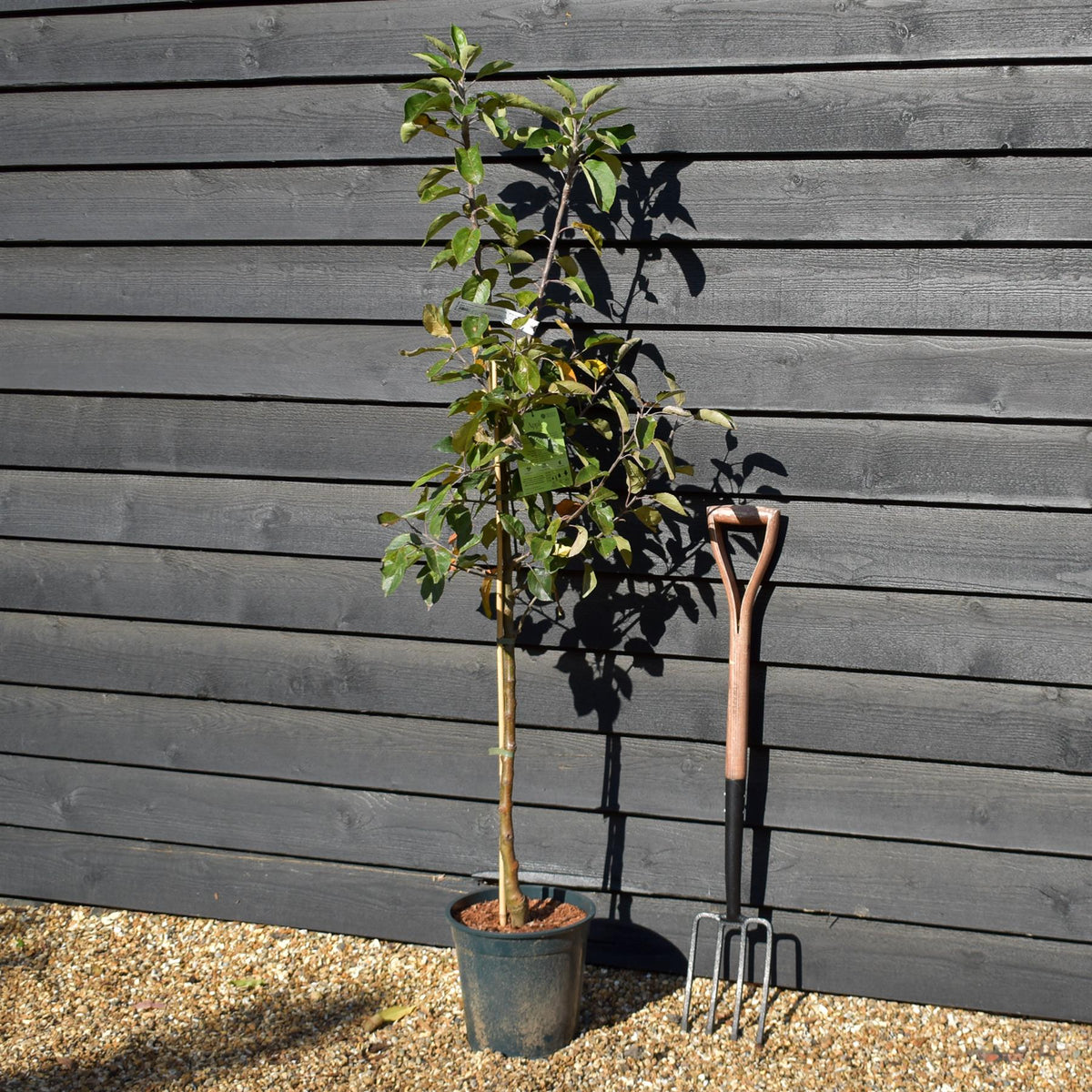 Apple tree 'Discovery' | Malus domestica - M26 - Dwarfing - Height 150-170cm - 12lt