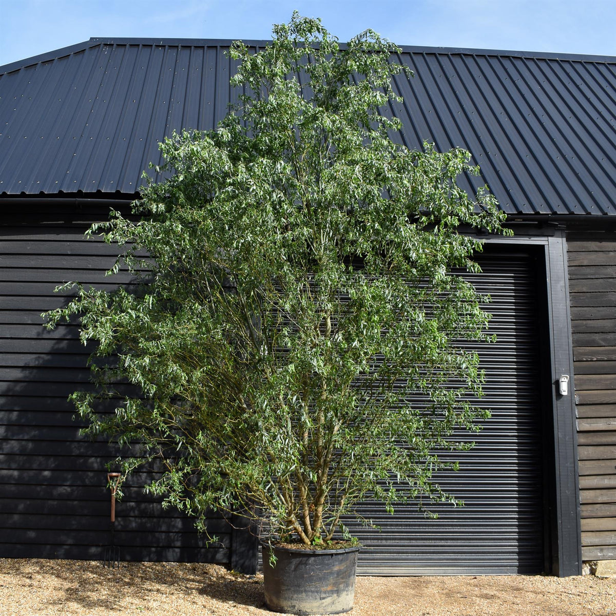 Salix matsudana Tortuosa | Wiggerly Willow - Bushy Tree - Height 390-410cm - 70lt
