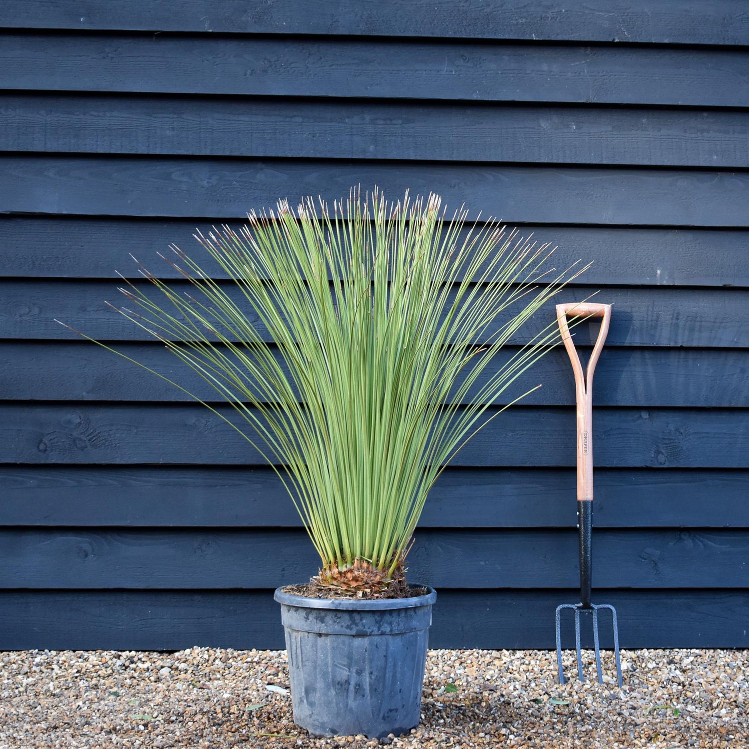 Dasylirion longissimum | Mexican Grass Tree - Height  90-110cm - 25lt