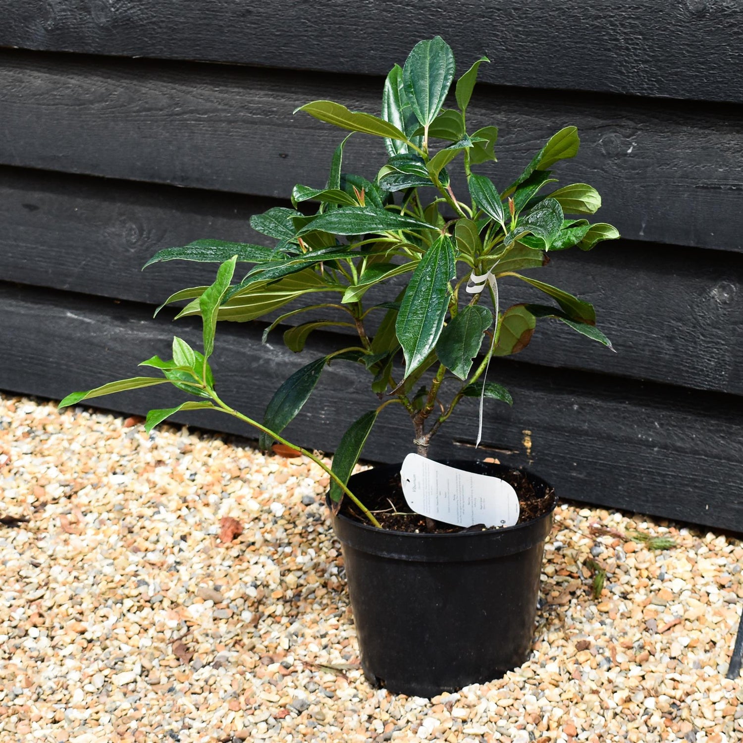 Viburnum davidii -  Shrub - Height 30-50cm - 5lt