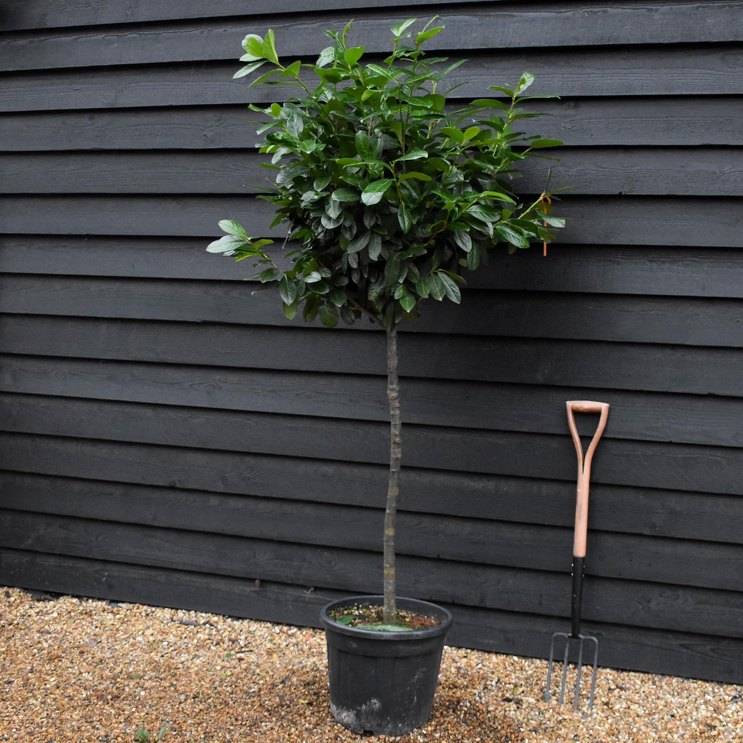 Prunus laurocerasus 'Novita' - Clear Stem 80-100cm - Height 170-175cm - 30lt