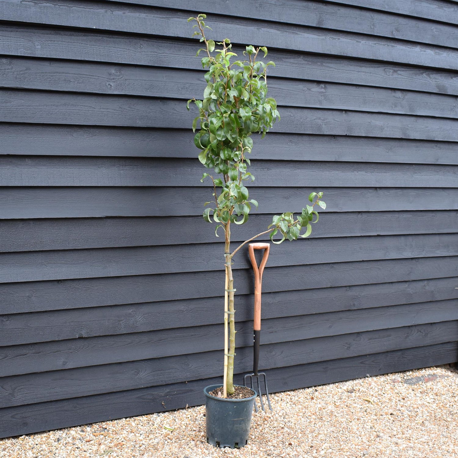 Pear 'Concorde' | Pyrus communis 'Concorde' -  150-170cm - 12lt