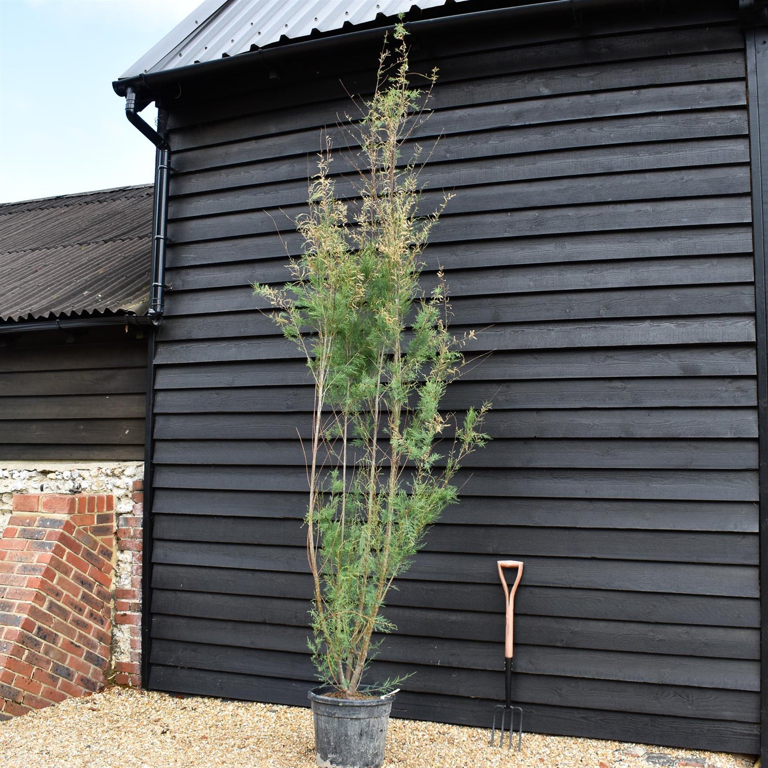 Tamarix Africana - Shrub - Height 300-320cm - 35lt