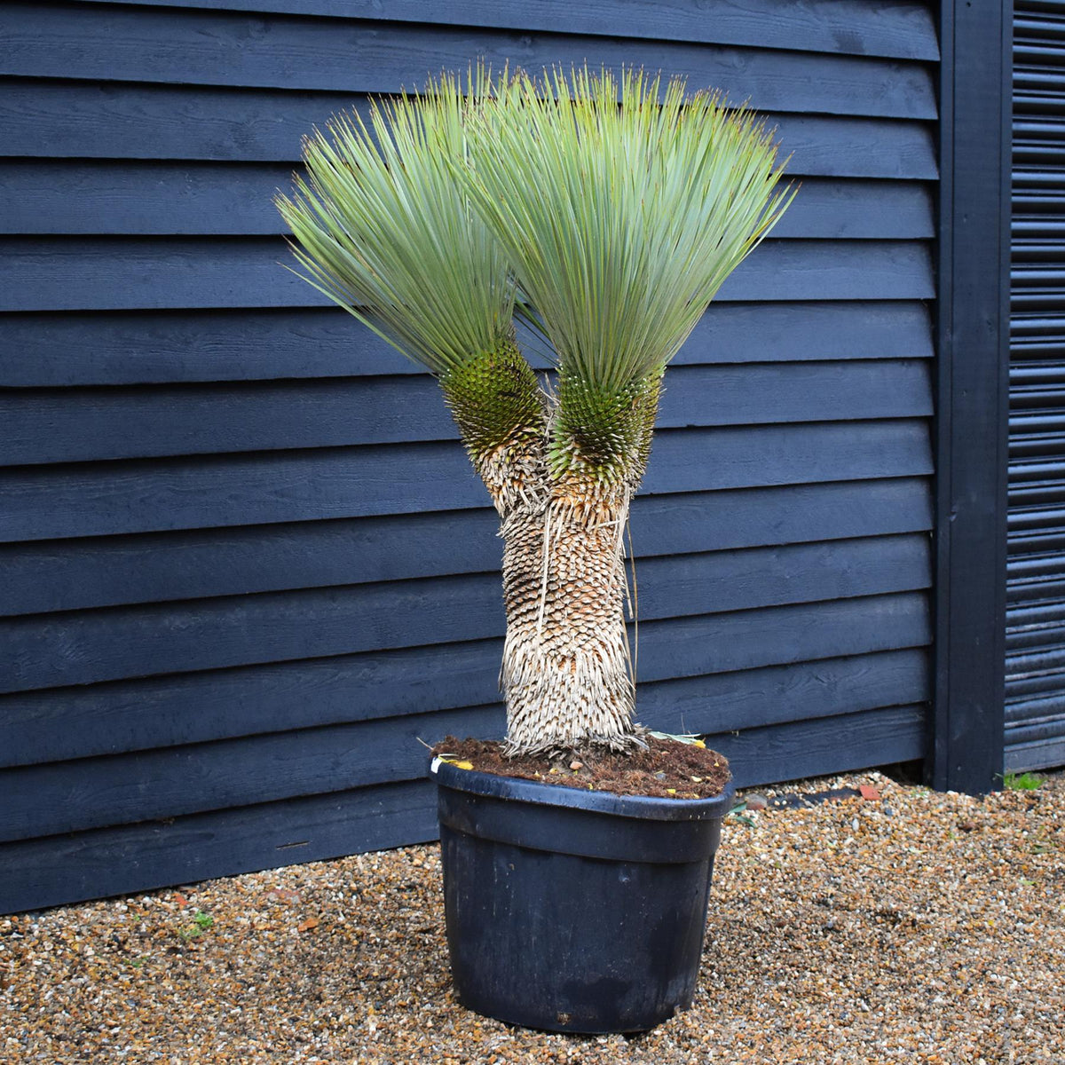 Yucca rostrata - Triple Branch - Trunk 45cm - Height 125cm - 90lt