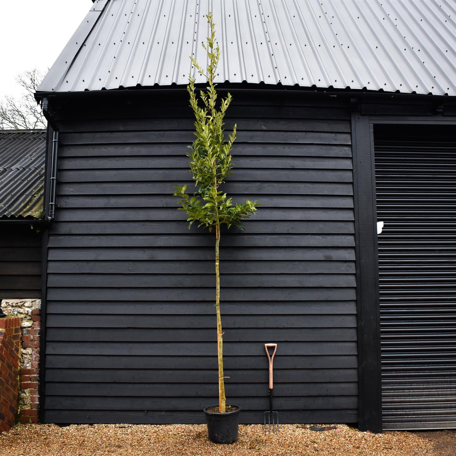 Ilex Castaneifolia - Chestnut-leaved Holly - Clear Stem 200cm - Girth 8-10cm - Height 420-430cm - 30lt