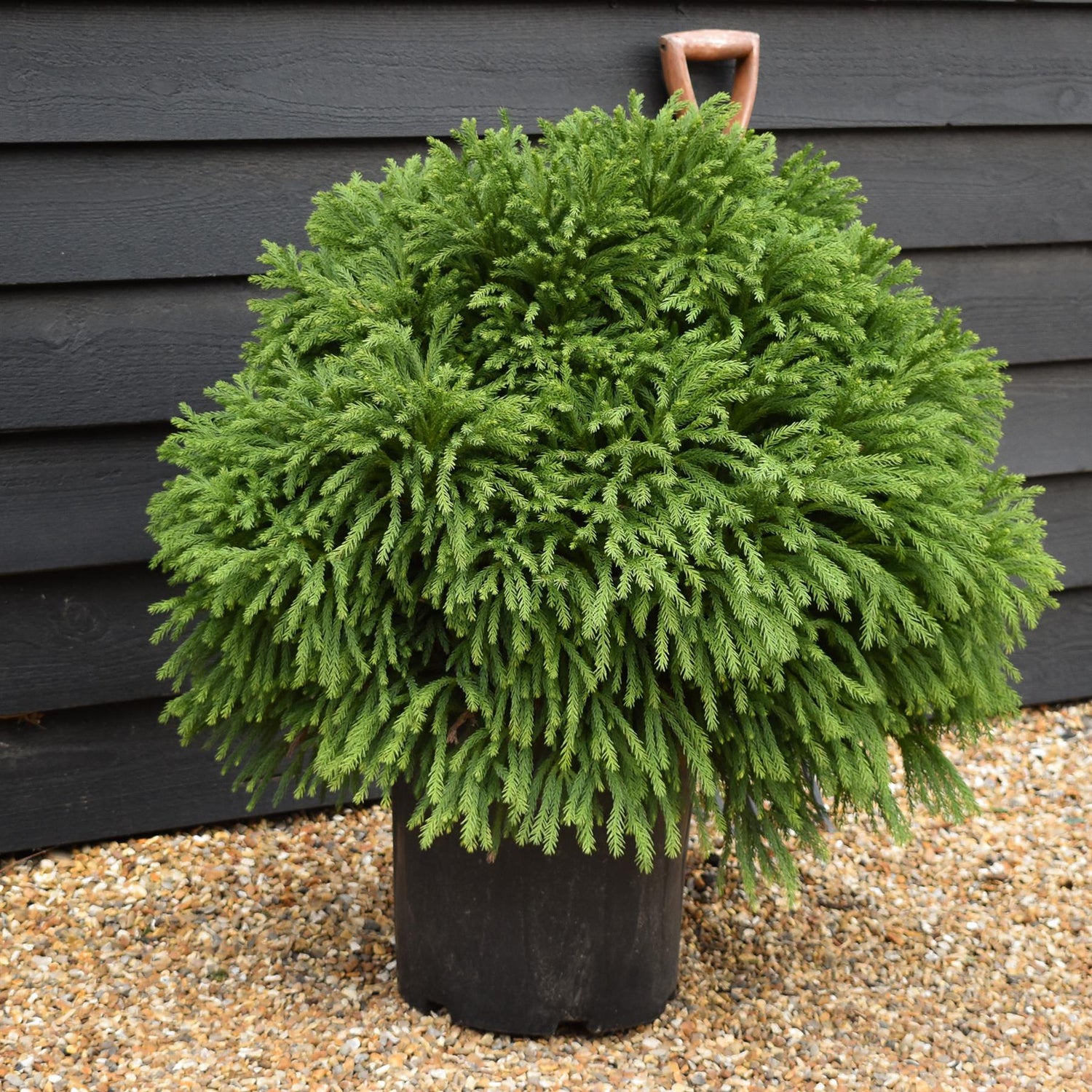 Cryptomeria japonica | Japanese Cedar - Bushy - Height 60 cm - 25lt