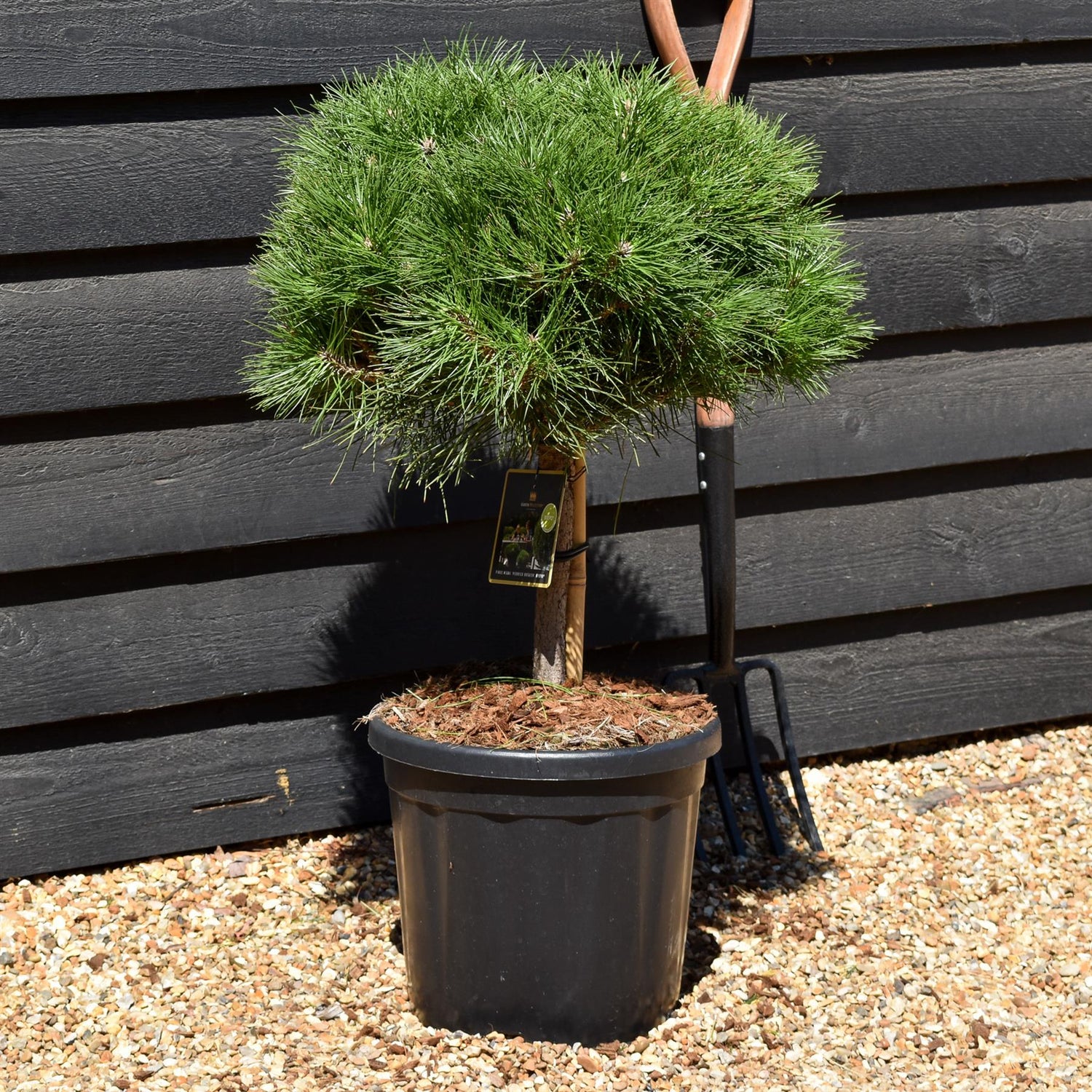 Pinus Nigra 'Brepo' | Dwarf Austrian Pine - Height 40cm-50cm - Width 40cm-50cm - 15lt