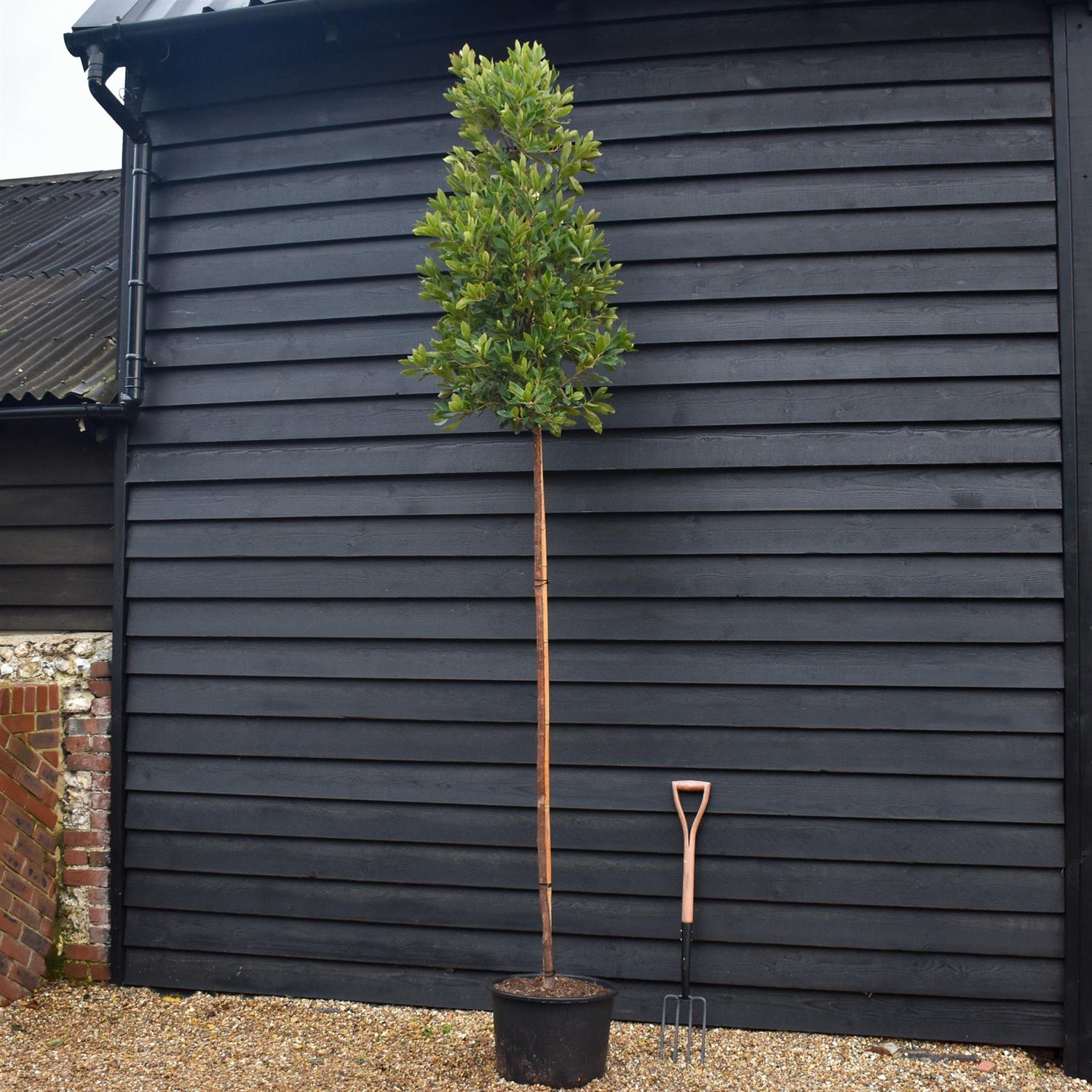 Arbutus unedo Tree |  Strawberry Tree - Standard -  Clear Stem 180-200cm - Girth 6-8cm - Height - 260-340cm - 40lt