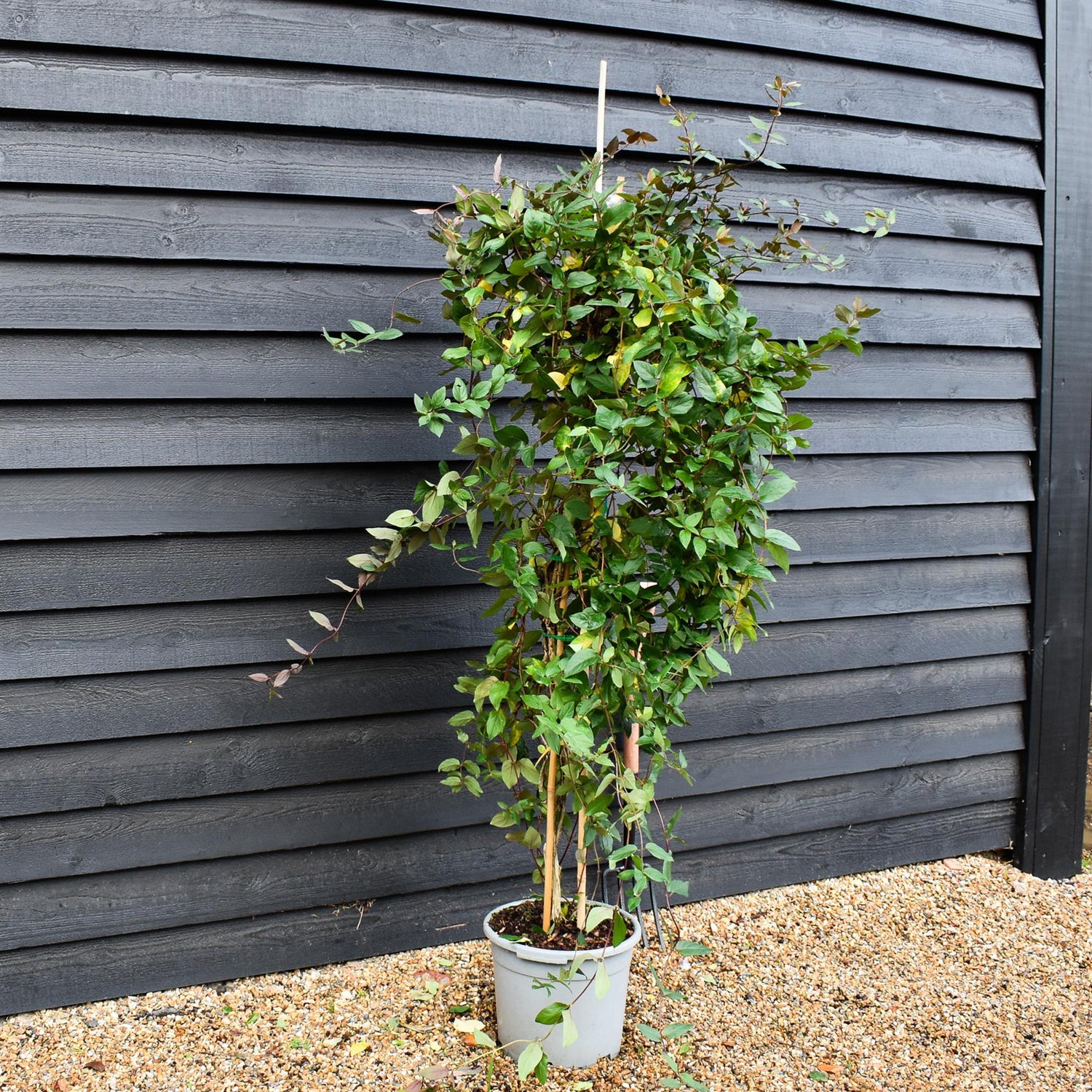Lonicera periclymenum 'Belgica' | Dutch Honeysuckle - Height 170-190cm -20lt