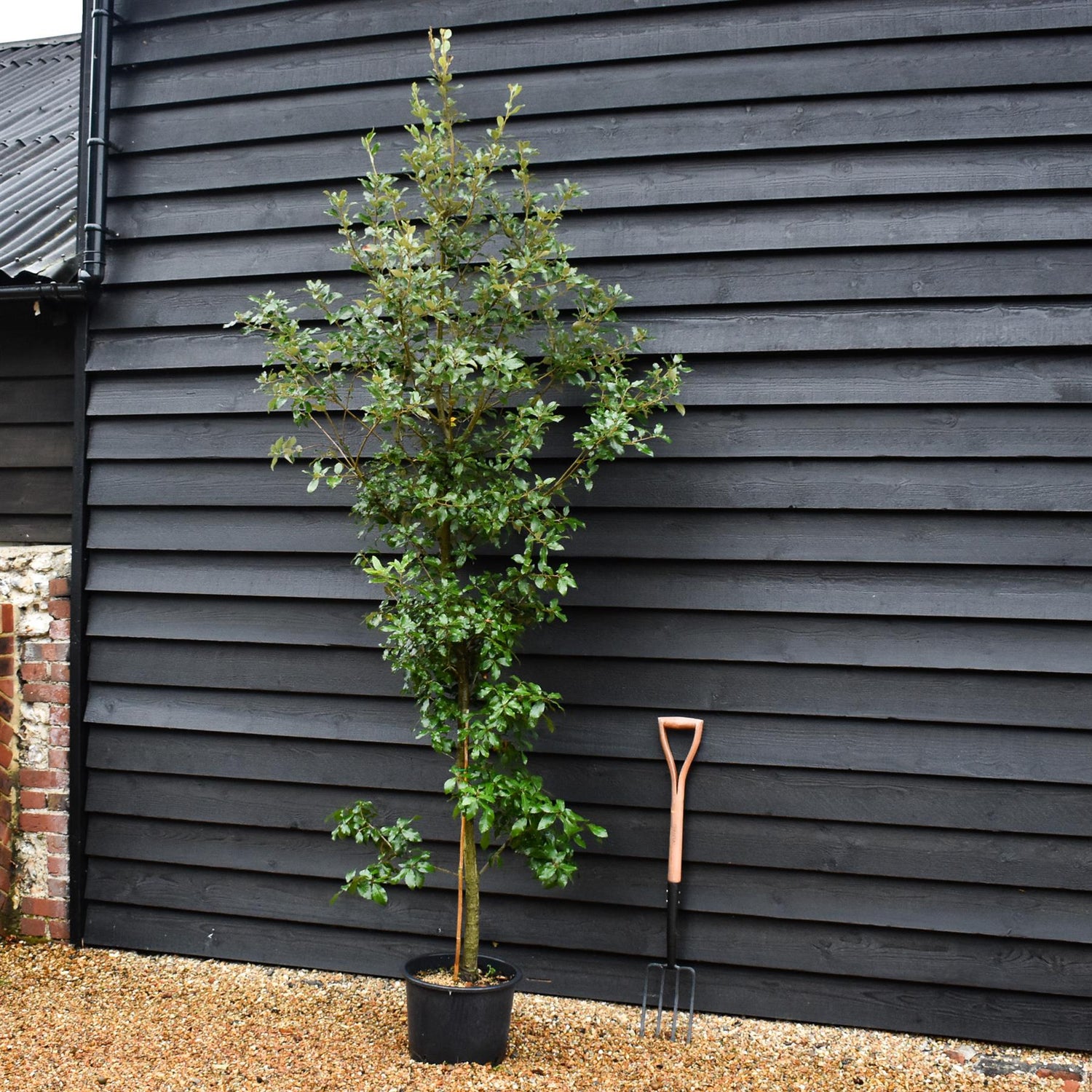 Holm Oak | Evergreen Oak | Quercus Ilex - Bushy - 130-160cm - 20lt