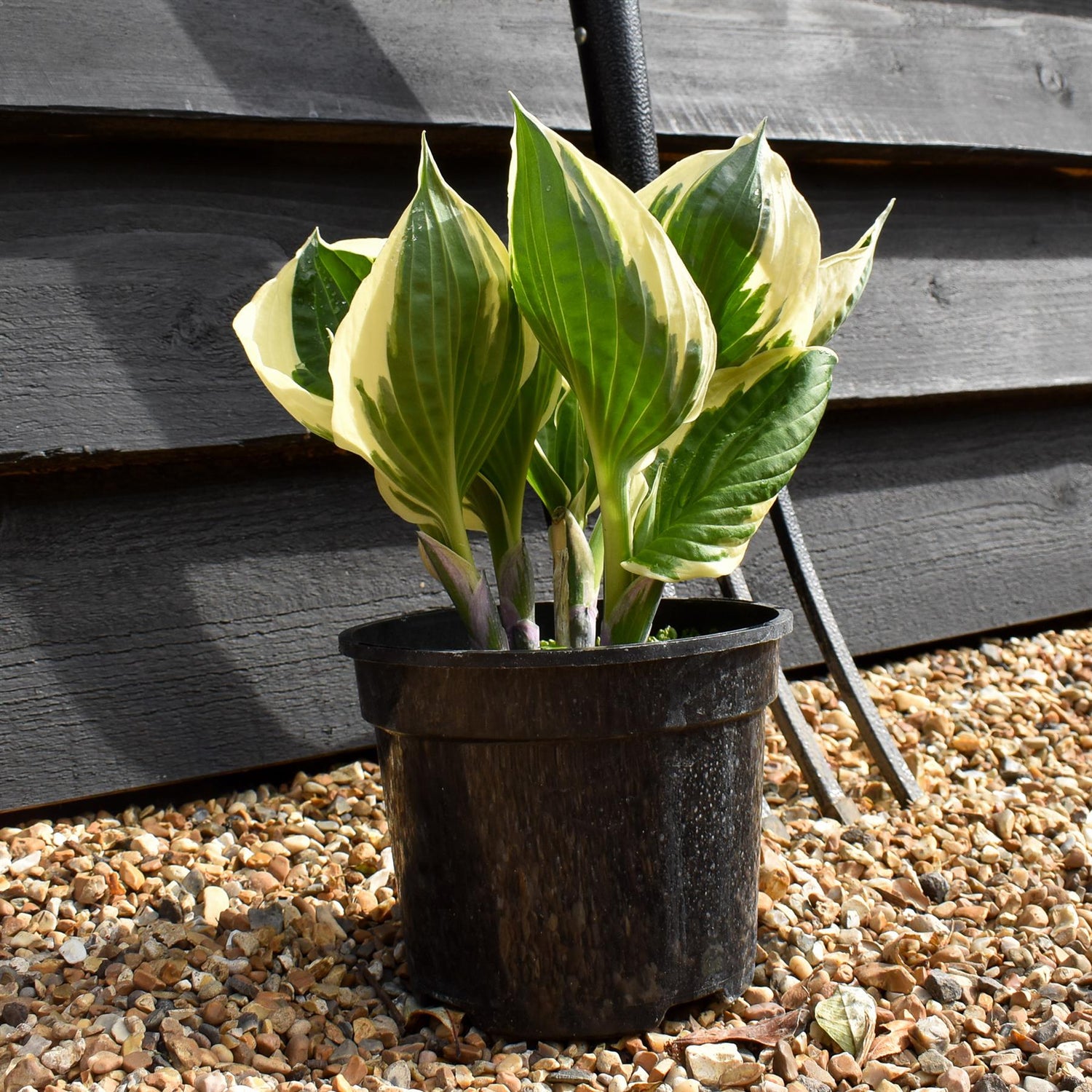 Hosta Plantain Patriot - 30-40cm - 2lt