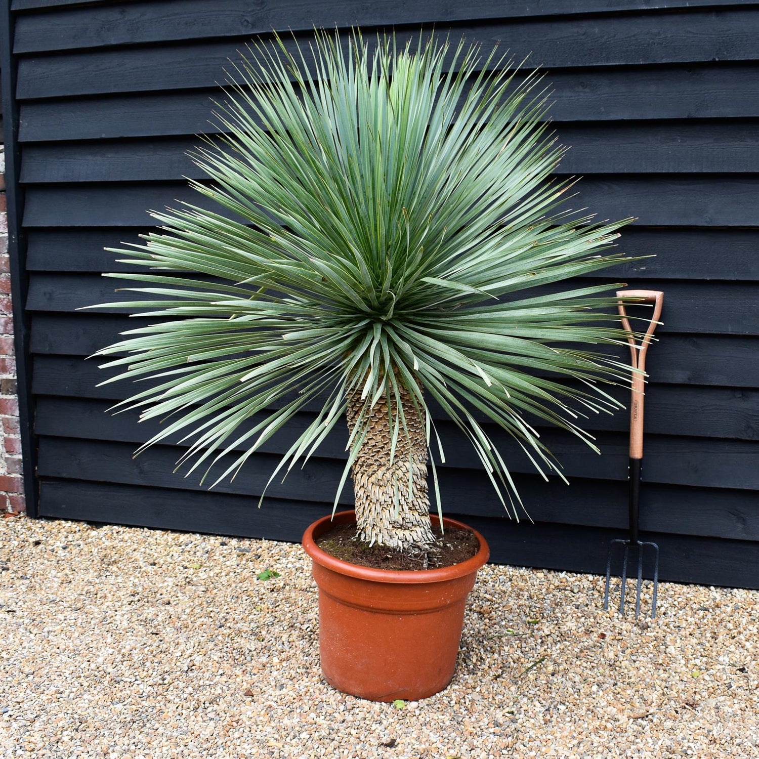 Yucca rostrata 'Blue Swan' - Stem 40-60cm - Height 150-160cm - 65lt