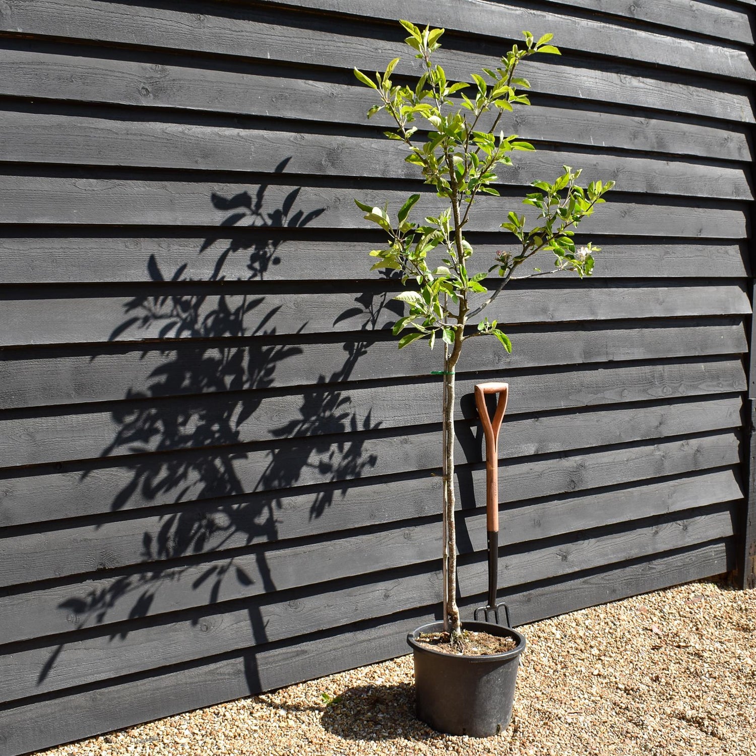 Apple tree 'Laxton's Superb' | Malus domestica - MM106 - Semi-Vigorous - Height 160-170cm - 20lt