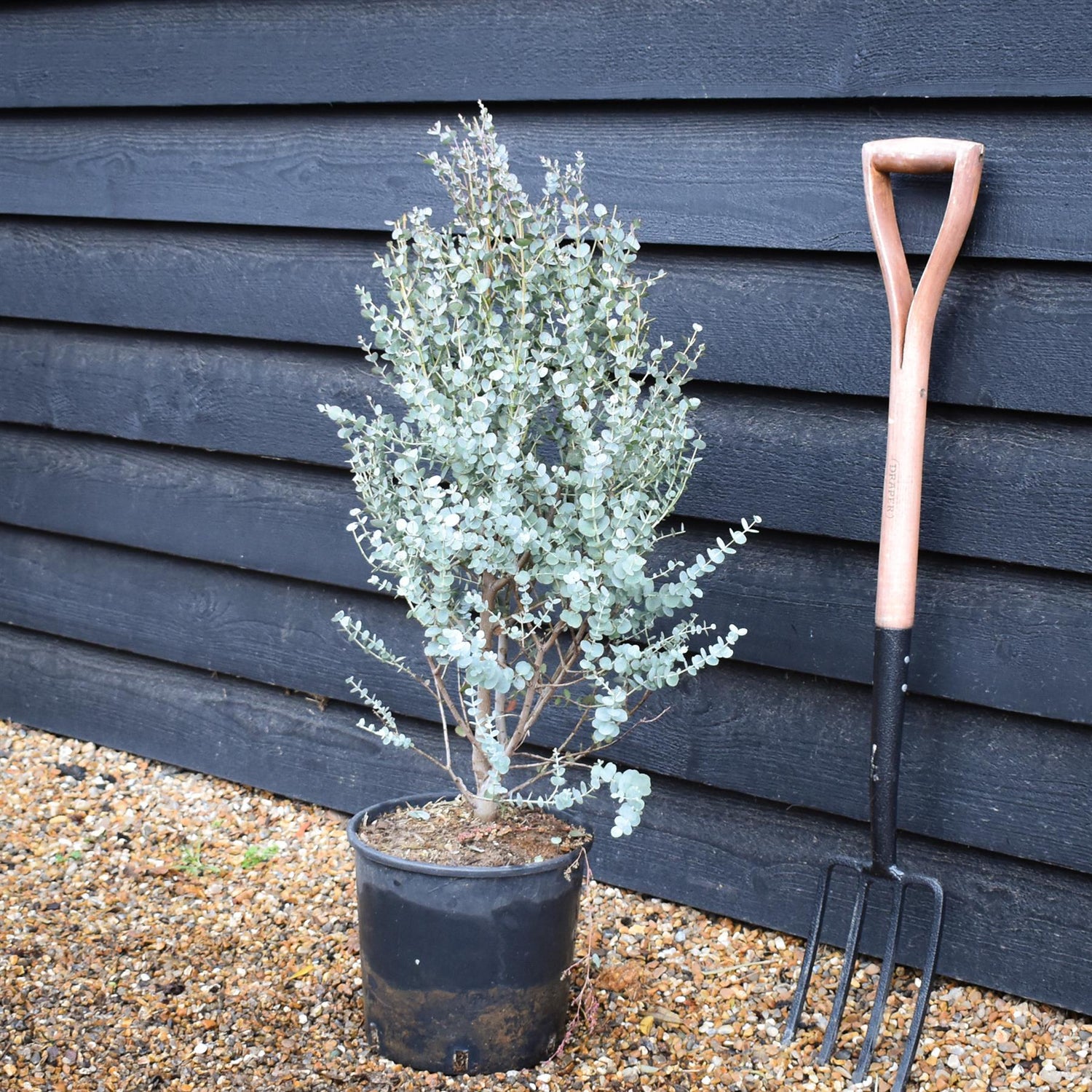 Eucalyptus gunnii 'Azura' | Cider Gum Shrub - Bushy - Height 80-90cm - 10lt
