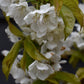 Cherry tree 'Summit' | Prunus avium 'Summit' - 100-120cm - 10lt
