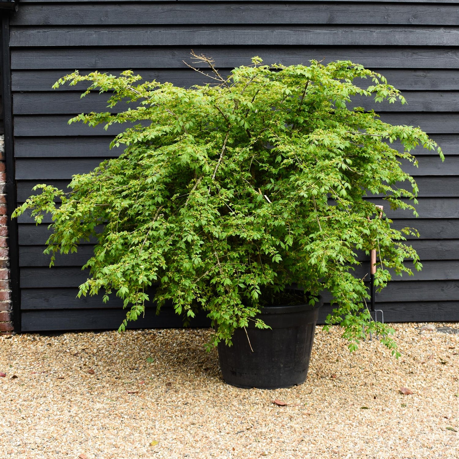 Euonymus alatus | Winged Spindle Tree - Height 150-160cm - Width 230-250cm - 130lt
