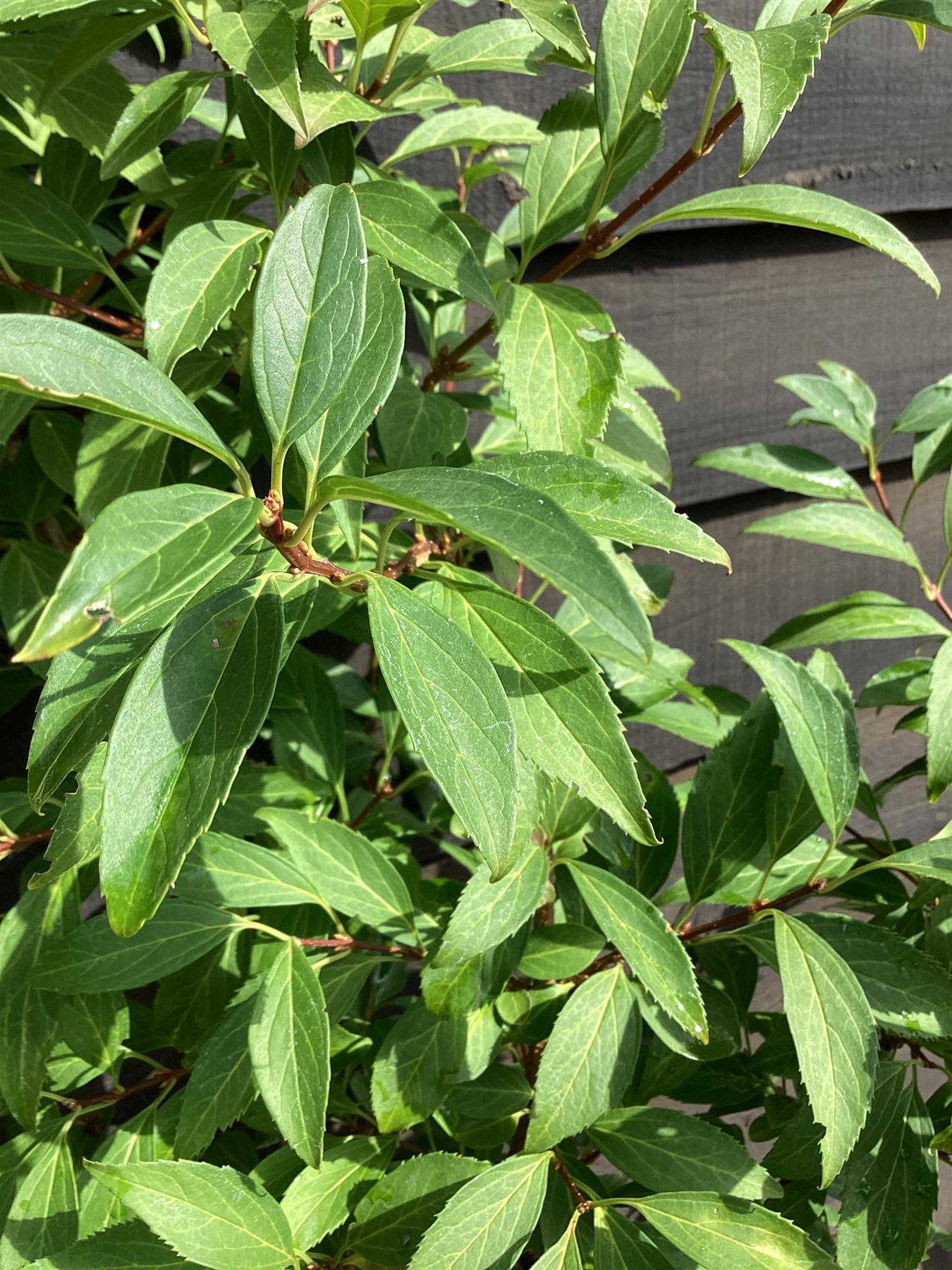 Forsythia x intermedia 'Lynwood Variety' - 100/120cm, 20lt