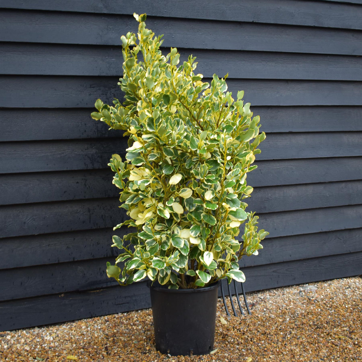 Griselinia littoralis Variegata | New Zealand Broadleaf - 80cm - 120cm - Busy - 25lt