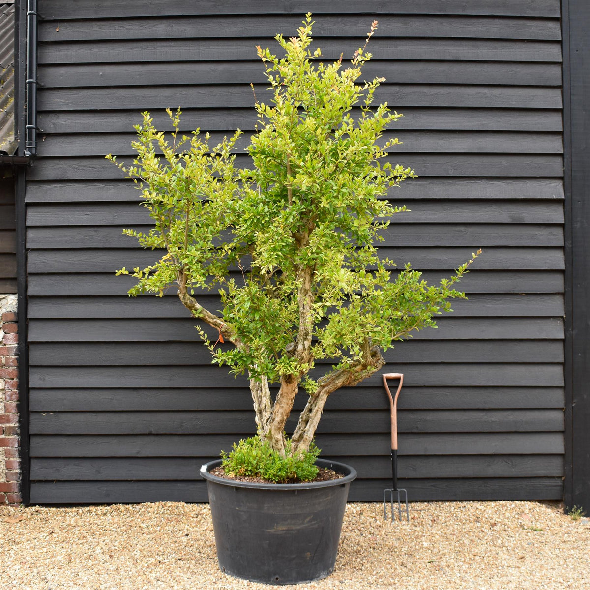 Pomegranate | Punica granatum - Mature Specimen 10A - 3 Branches - Height 240-250cm - 230lt