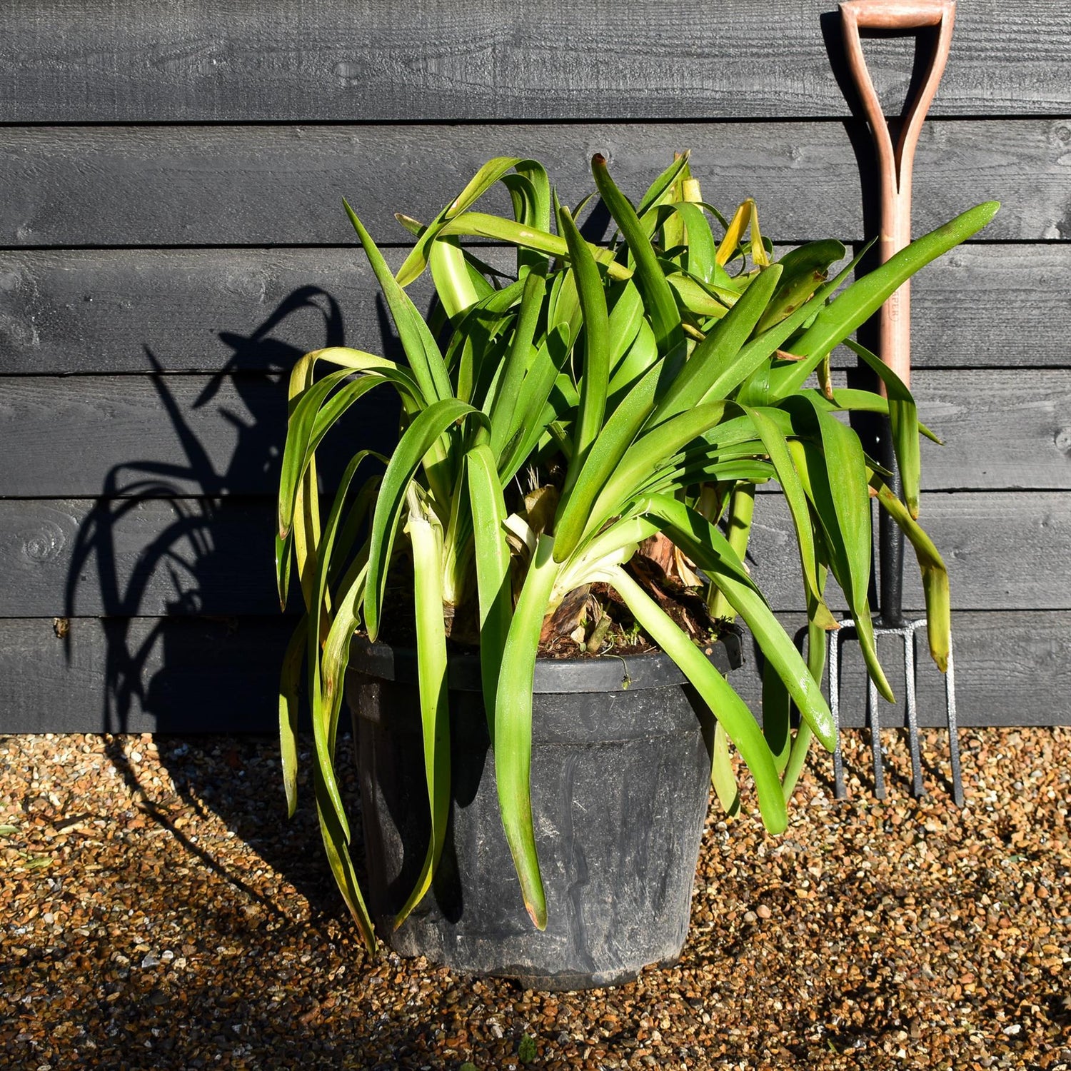 Agapanthus umbellatus 'Ovatus'| Lily of the Nile - Perennial - Height 60cm -35lt