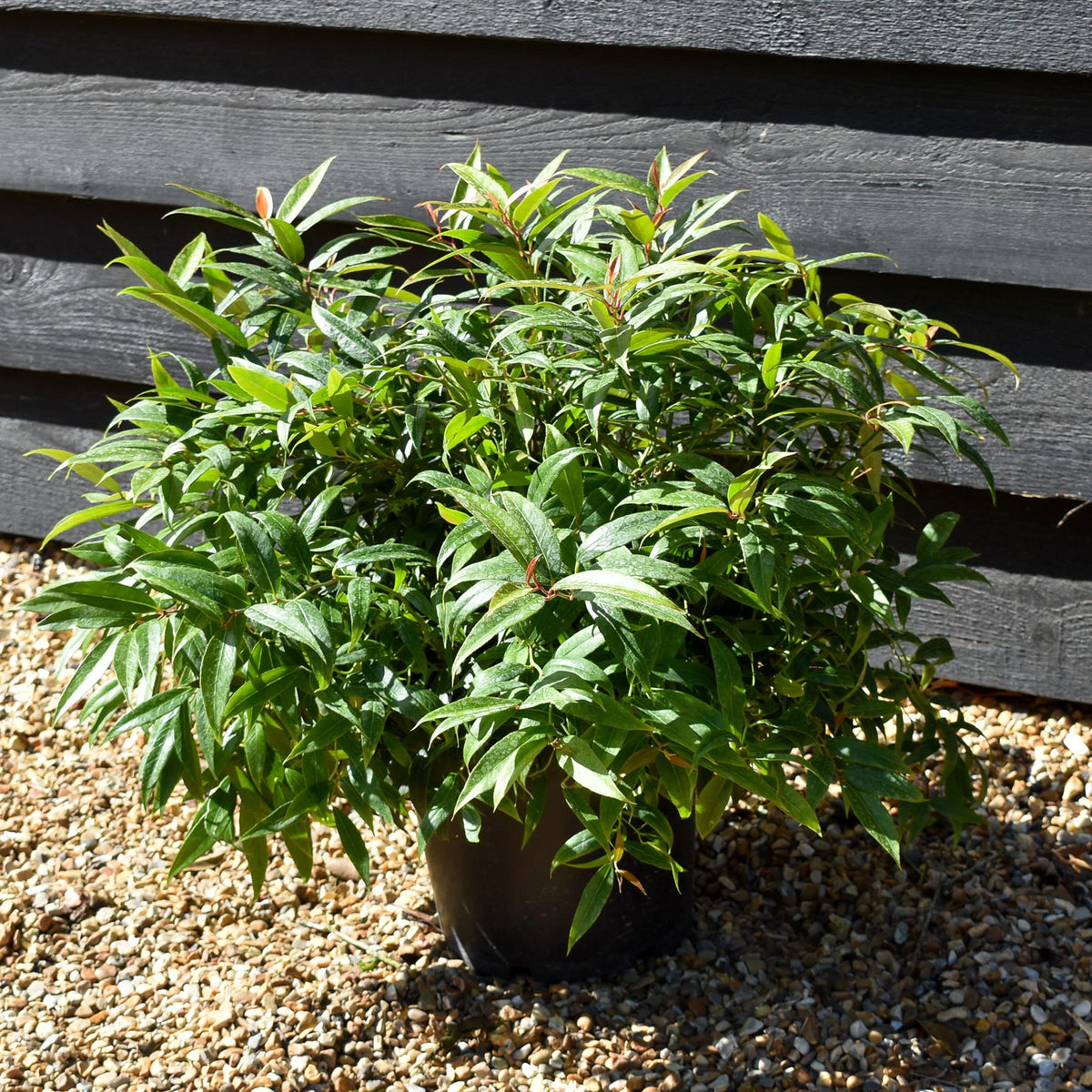 Leucothoe Keiskei 'Burning Love'| Keiskei Dog Hobble - Height 25-35cm - 5lt