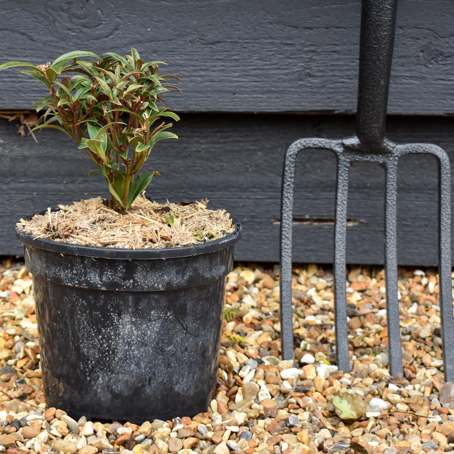 Sweet Box |  Sarcococca hookeriana Purple Stem - Height 15-20cm - 3lt
