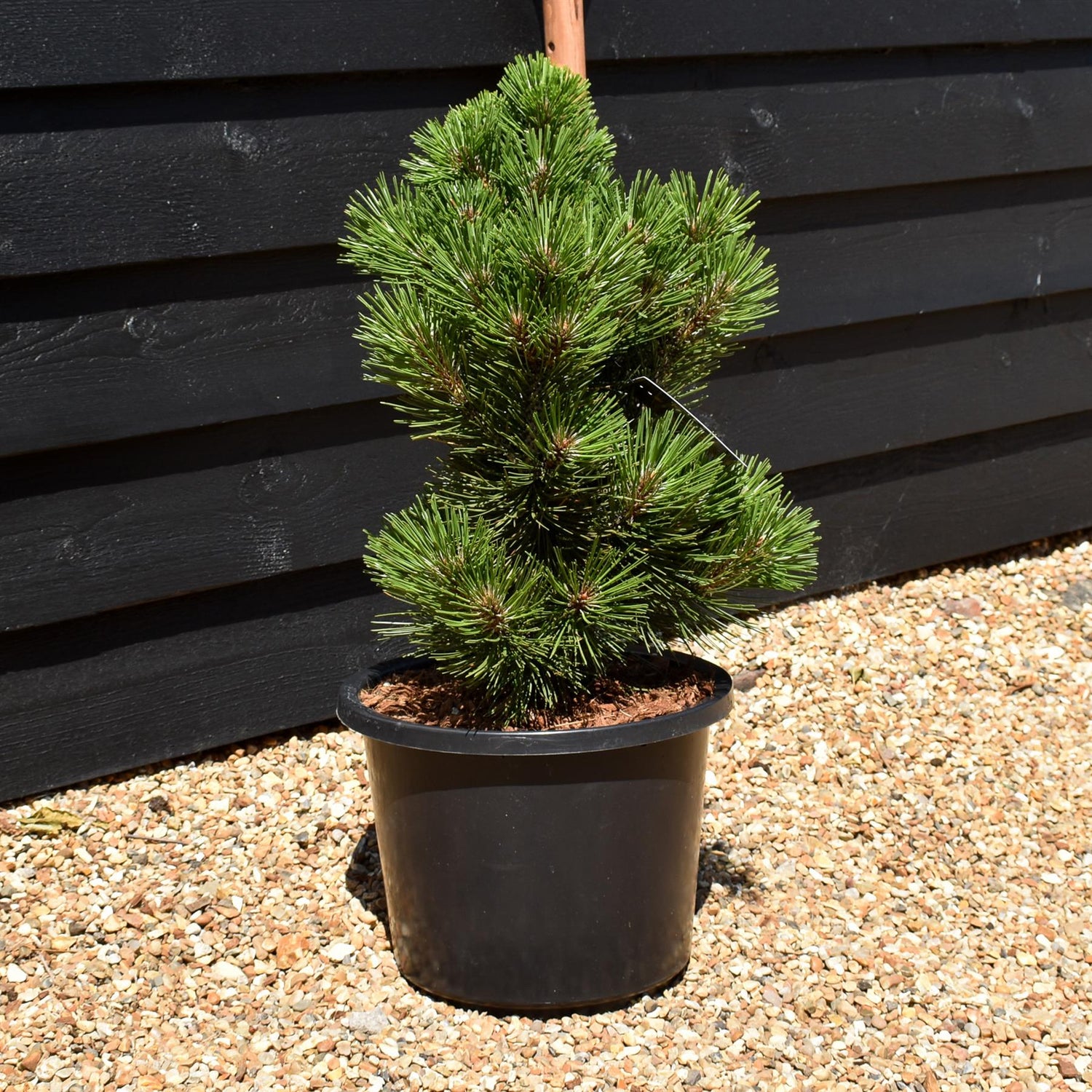 Pinus leucodermis 'Malinki' - Height - 50-60cm - 12lt
