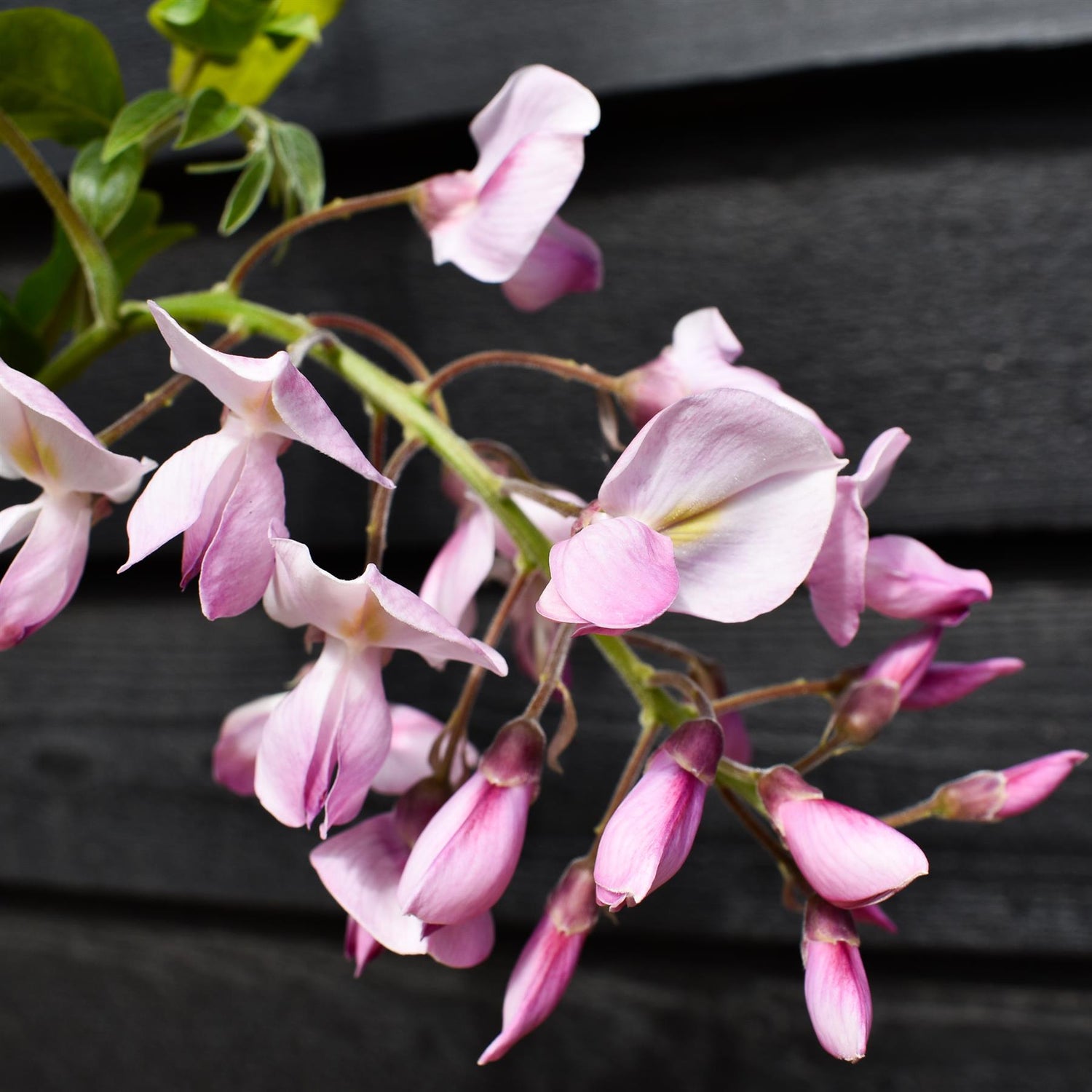 Wisteria brachybotrys 'Showa-beni' | Silky Wisteria 'Showa-beni' - Cane - Height 150-200cm - 3lt
