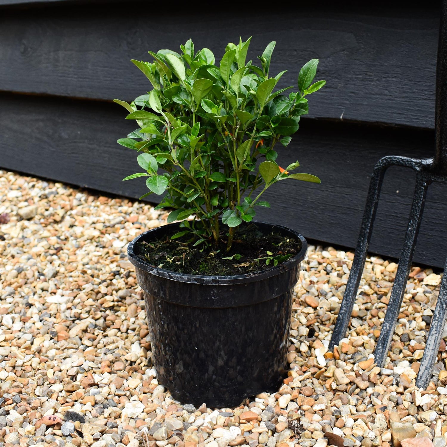 Jacobinia pauciflora - Height 15-25cm - Shrub - 2lt