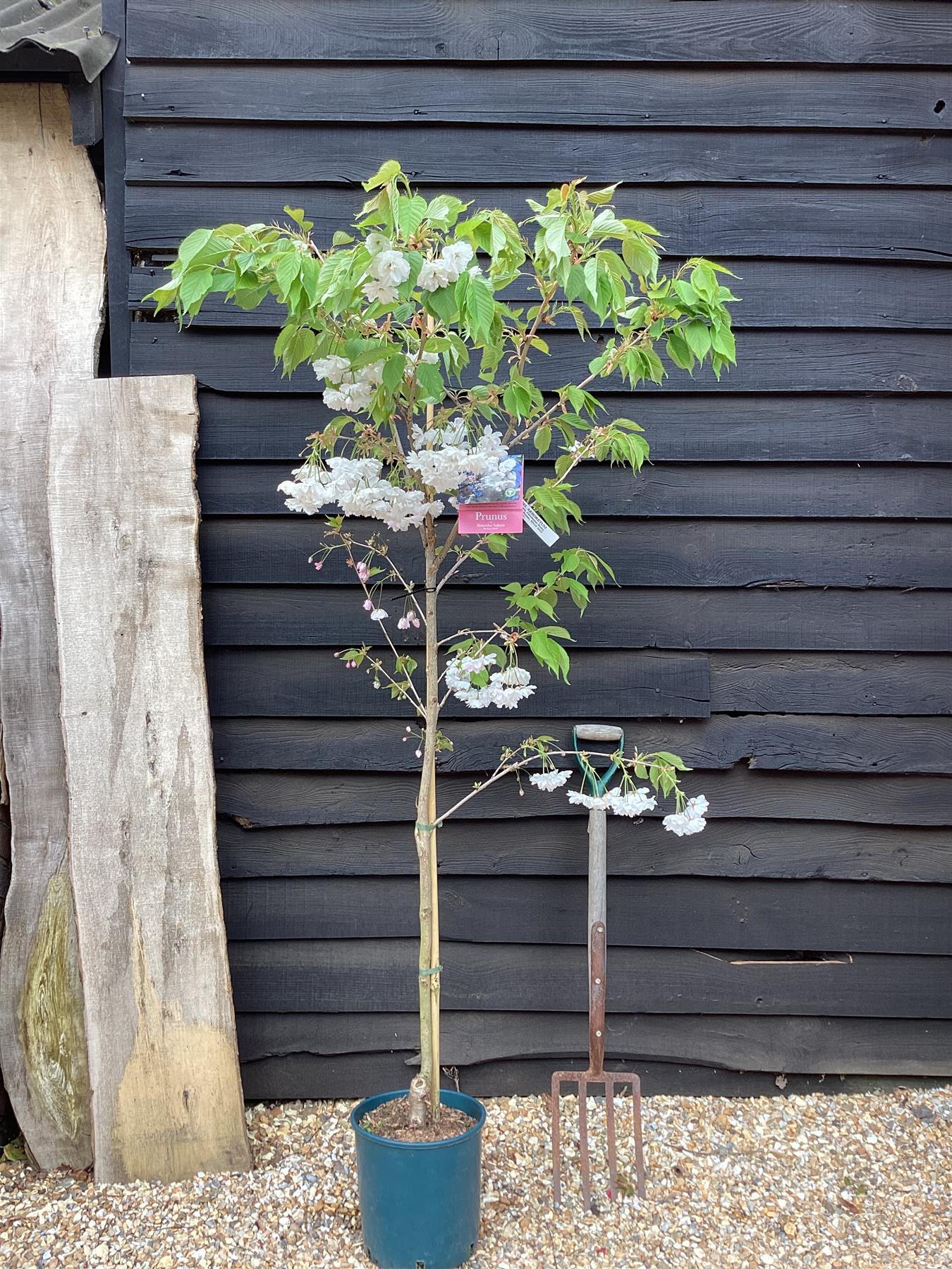 Prunus Shogetsu (Shimizu-zakura) | Blushing Bride Cherry Tree - 200-250cm, 10lt