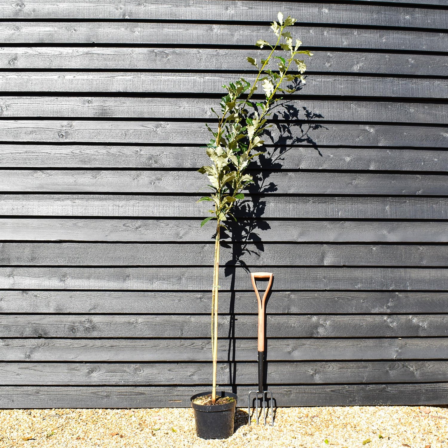 Regal Prince Oak | Quercus bicolor 'Regal Prince' - Pot Grown - 10lt