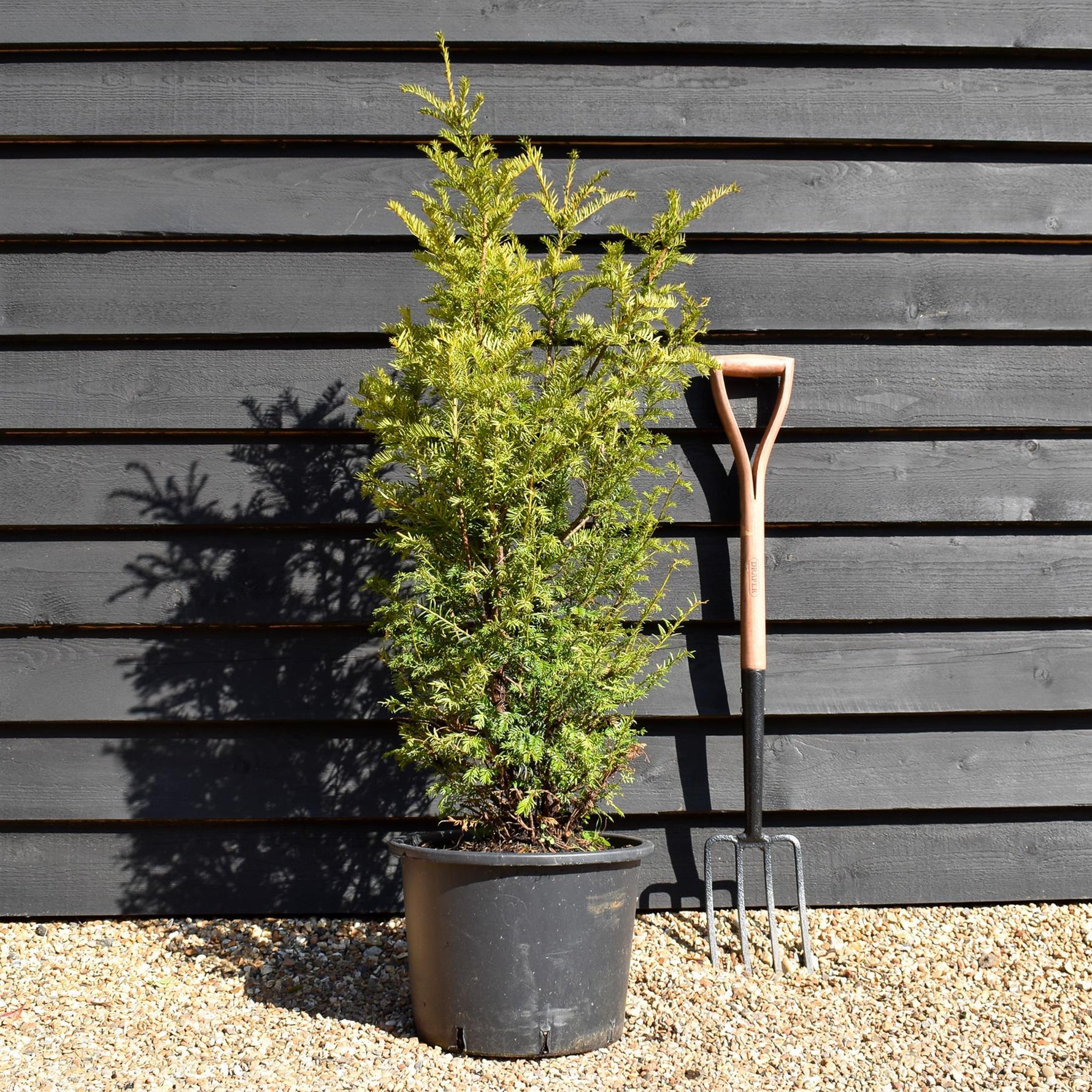 Taxus baccata - 80-100cm