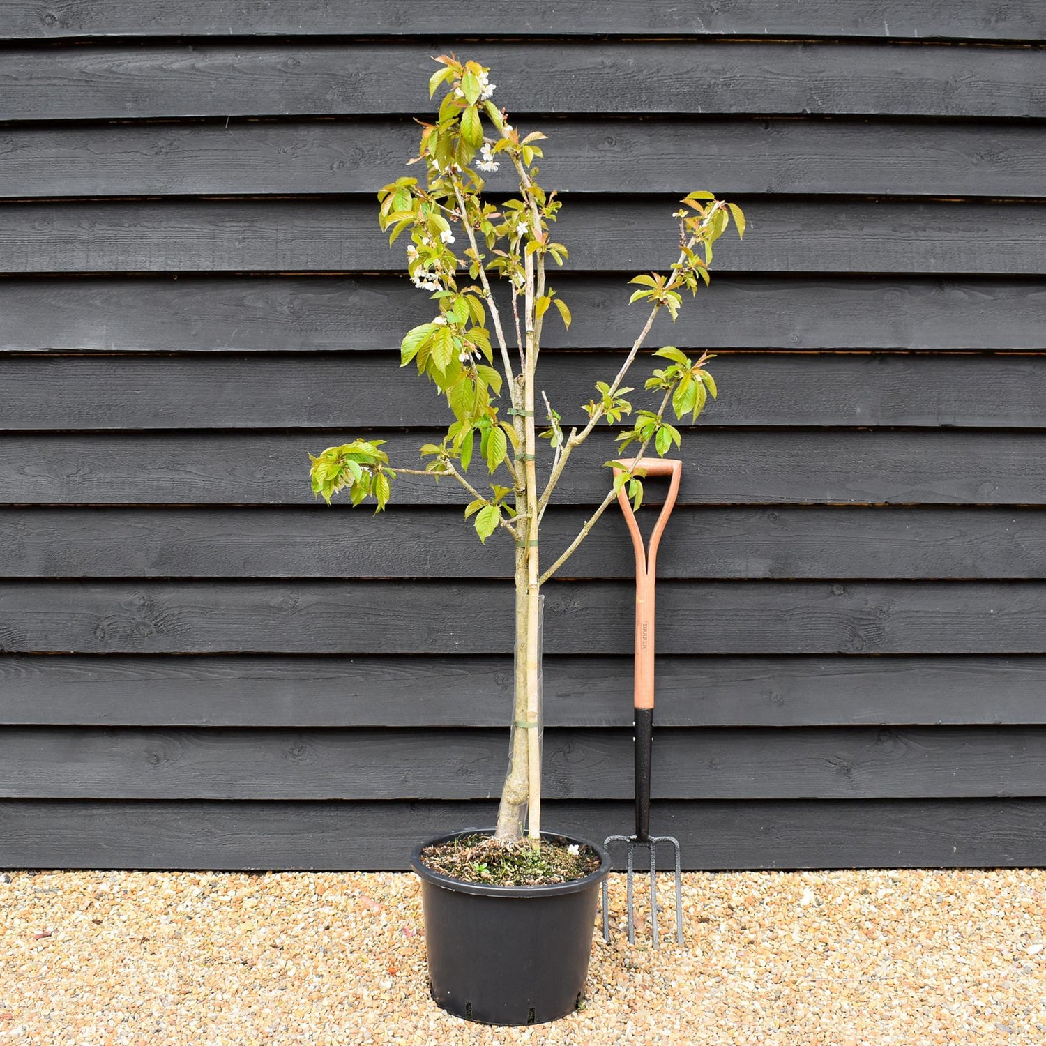Cherry 'Stella' on Colt | Prunus avium - Semi-Dwarfing - Height 140-160cm - 20lt