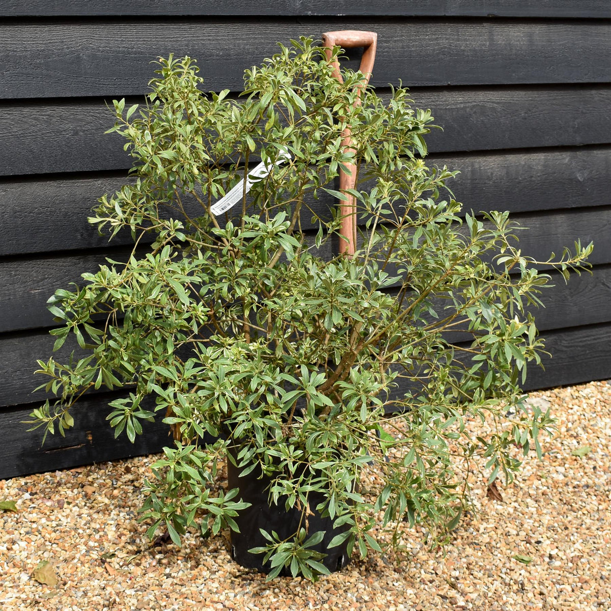Pittosporum heterophyllum Variegatum - Shrub - Height 70-80cm - 12lt