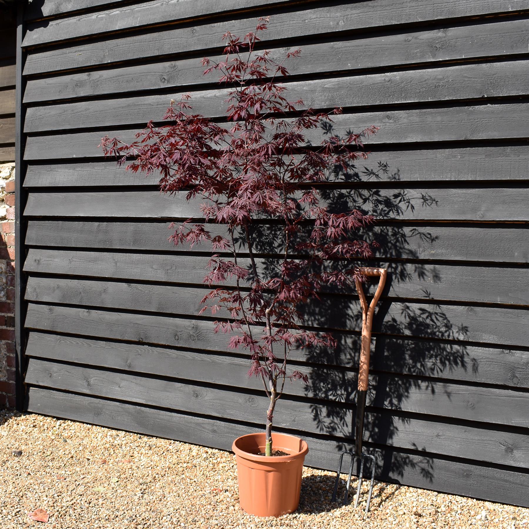 Maple treeブラック38 Acer palmatum 'Black Lace' – Singing Tree Gardens Nursery