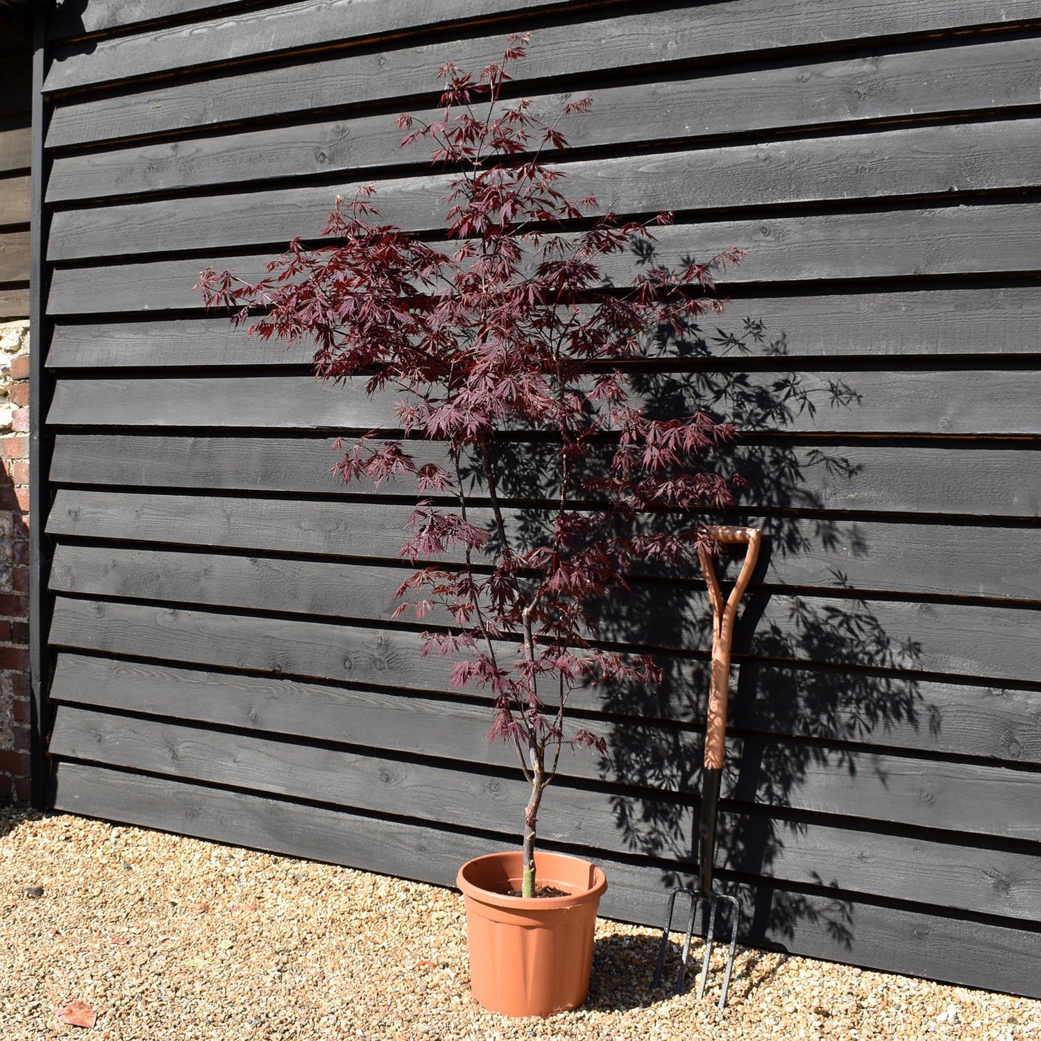 Acer palmatum 'Black Lace' | Japanese maple 'Beni-otake' - 150-200cm, 10lt
