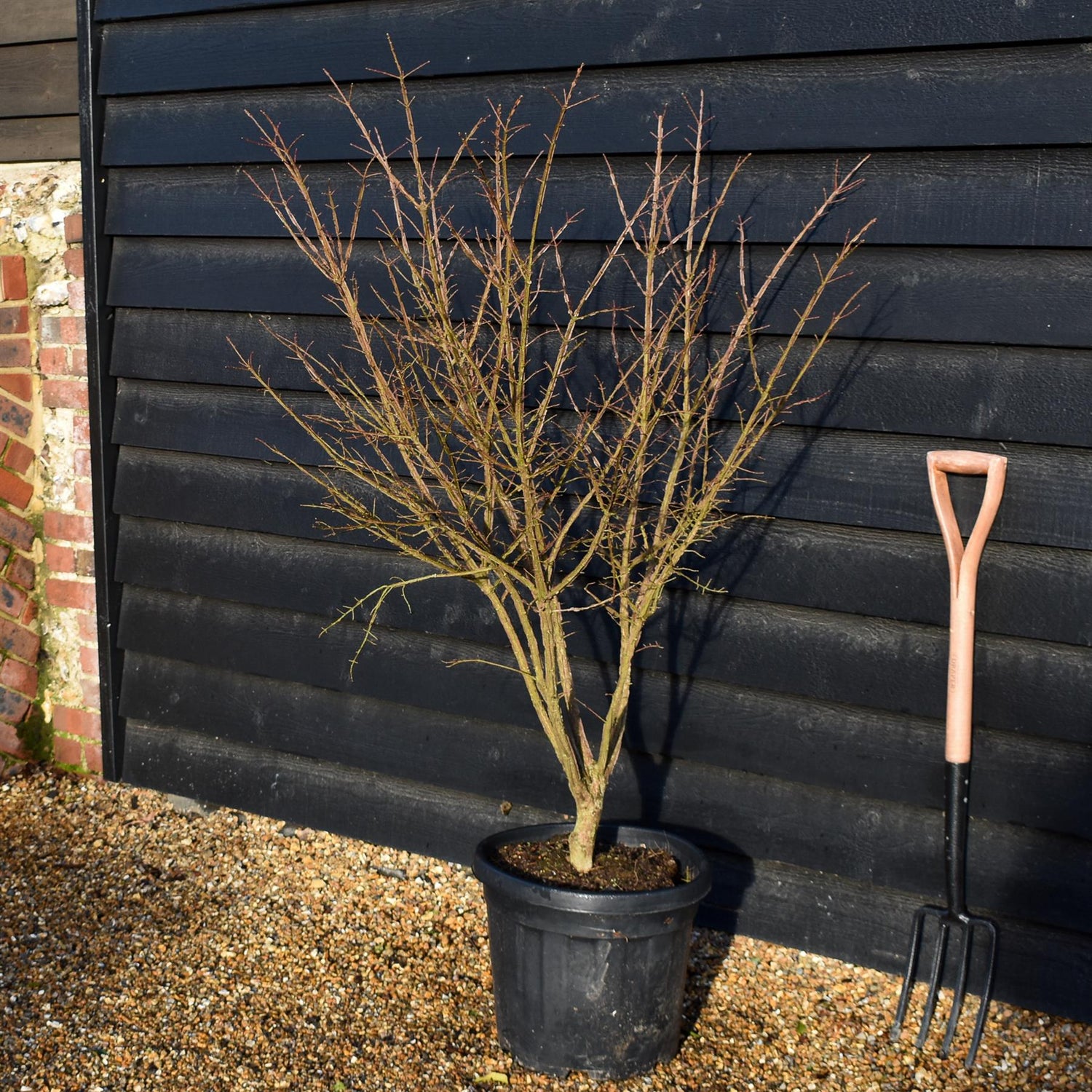 Euonymus alatus | Winged Spindle Tree - Height 120cm -30lt