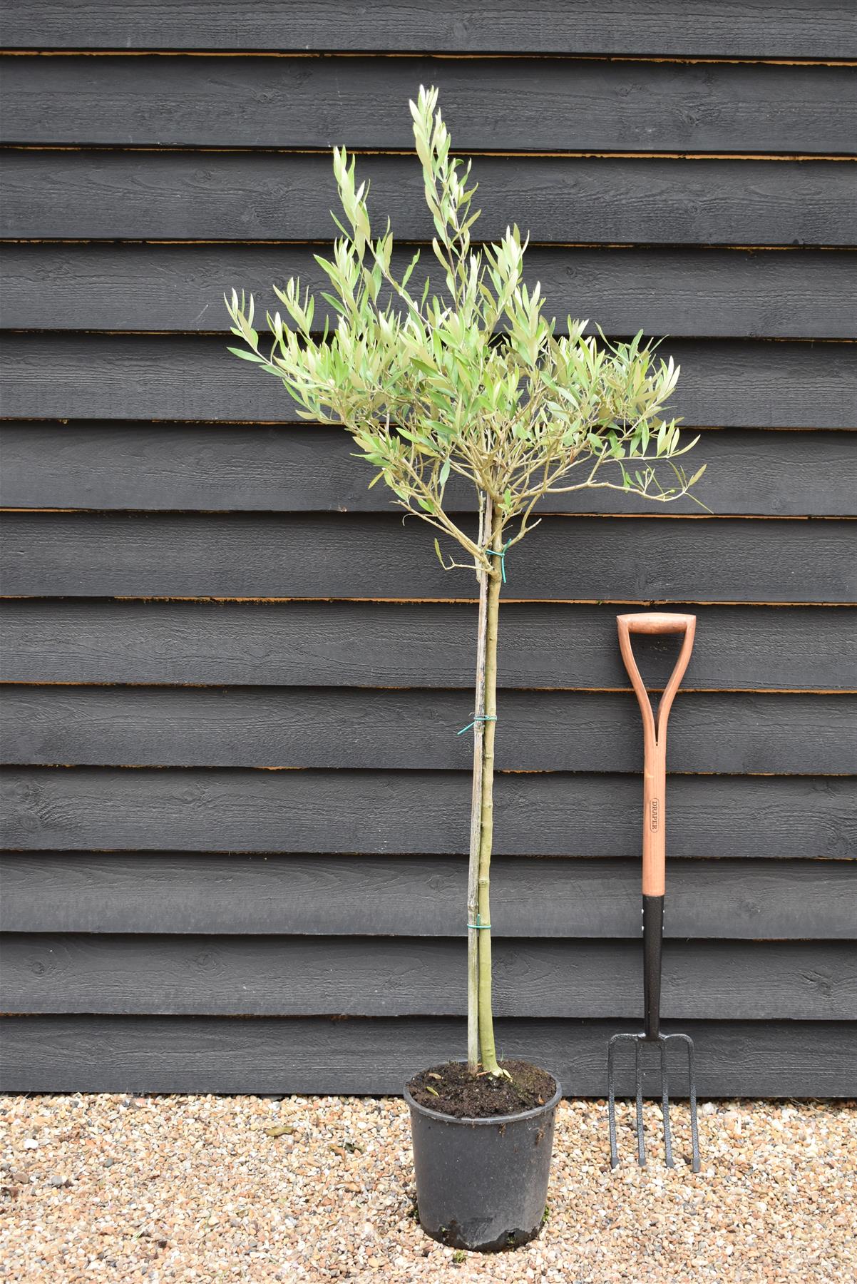 Olive Tree | Olea Europea 1/2 Std Clear Stem - 10lt