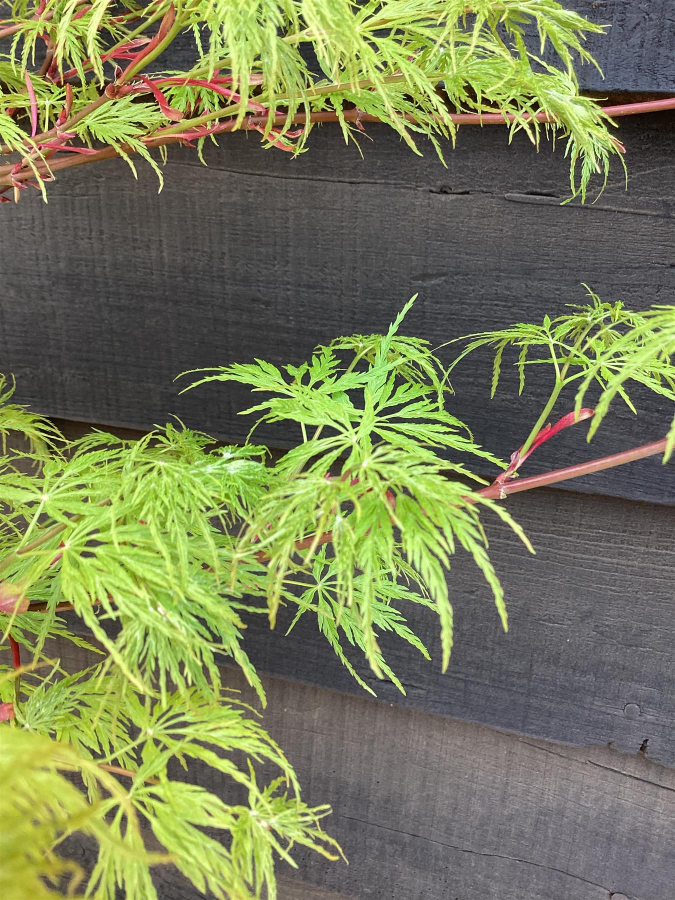 Acer palmatum Seryru 1/2 std | Japanese maple 'Seiryu', Clear Stem - 120-150cm, 10lt