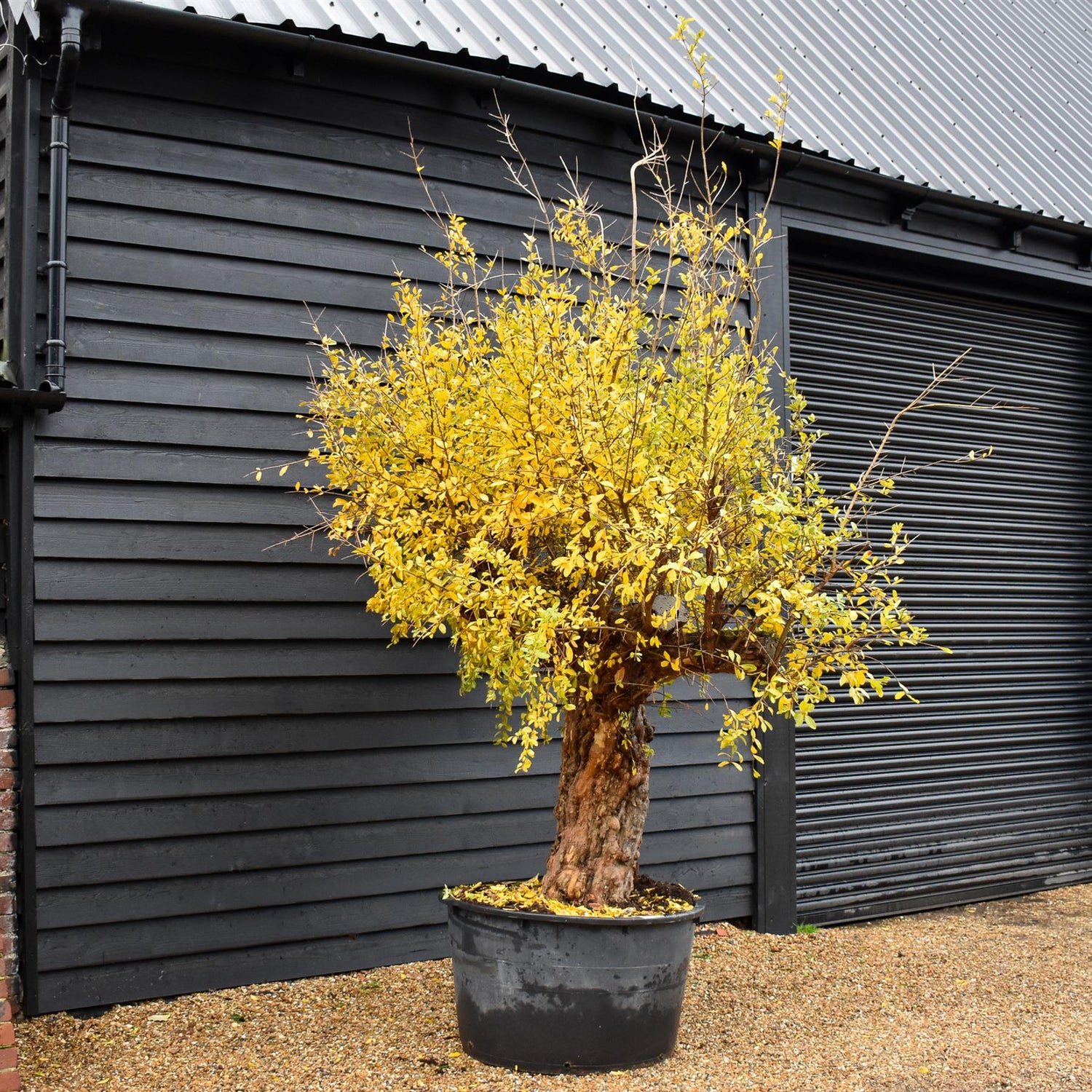 Pomegranate | Punica granatum - Mature Specimen 11A - 2 Branches - Height 230-240cm - 230lt