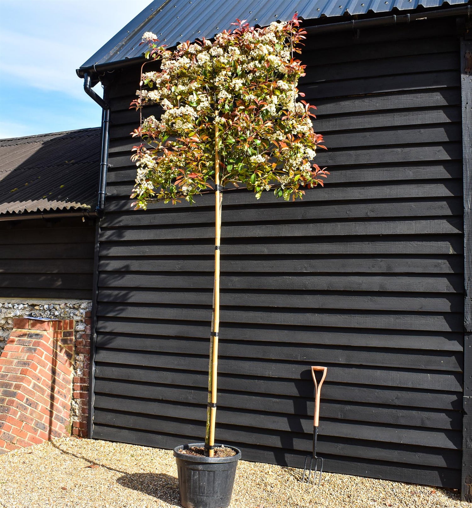 Photinia x fraseri 'Red Robin' - Pleached/Espalier 120cm-120cm - Clear Stem - 230cm - Height 350cm - Girth 10-12cm - 45lt