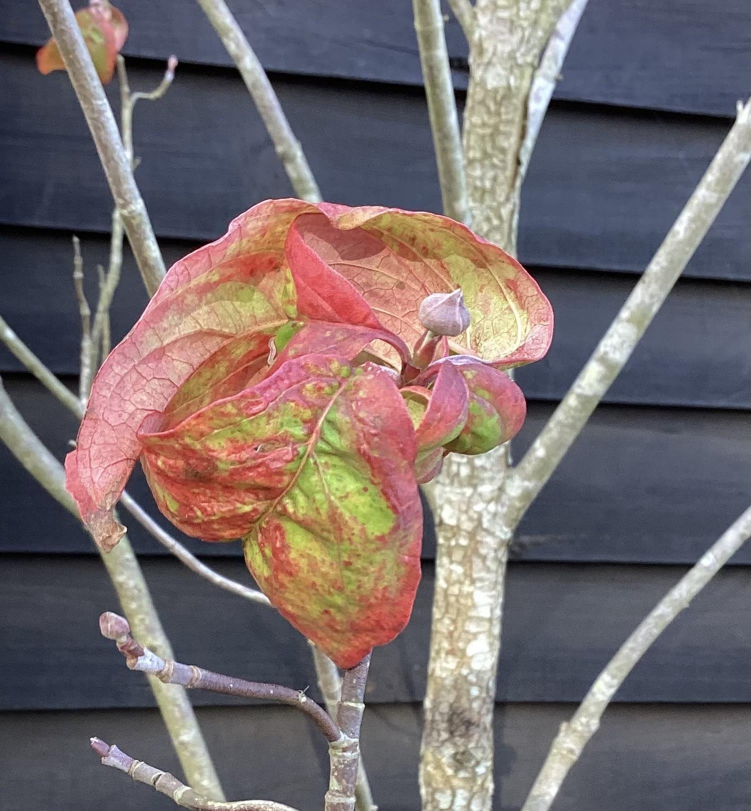 Cornus Florida Dogwood - 330/350cm, 50lt