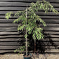 Prunus Subhirtella Pendula Rubra - 200-250cm, 10lt