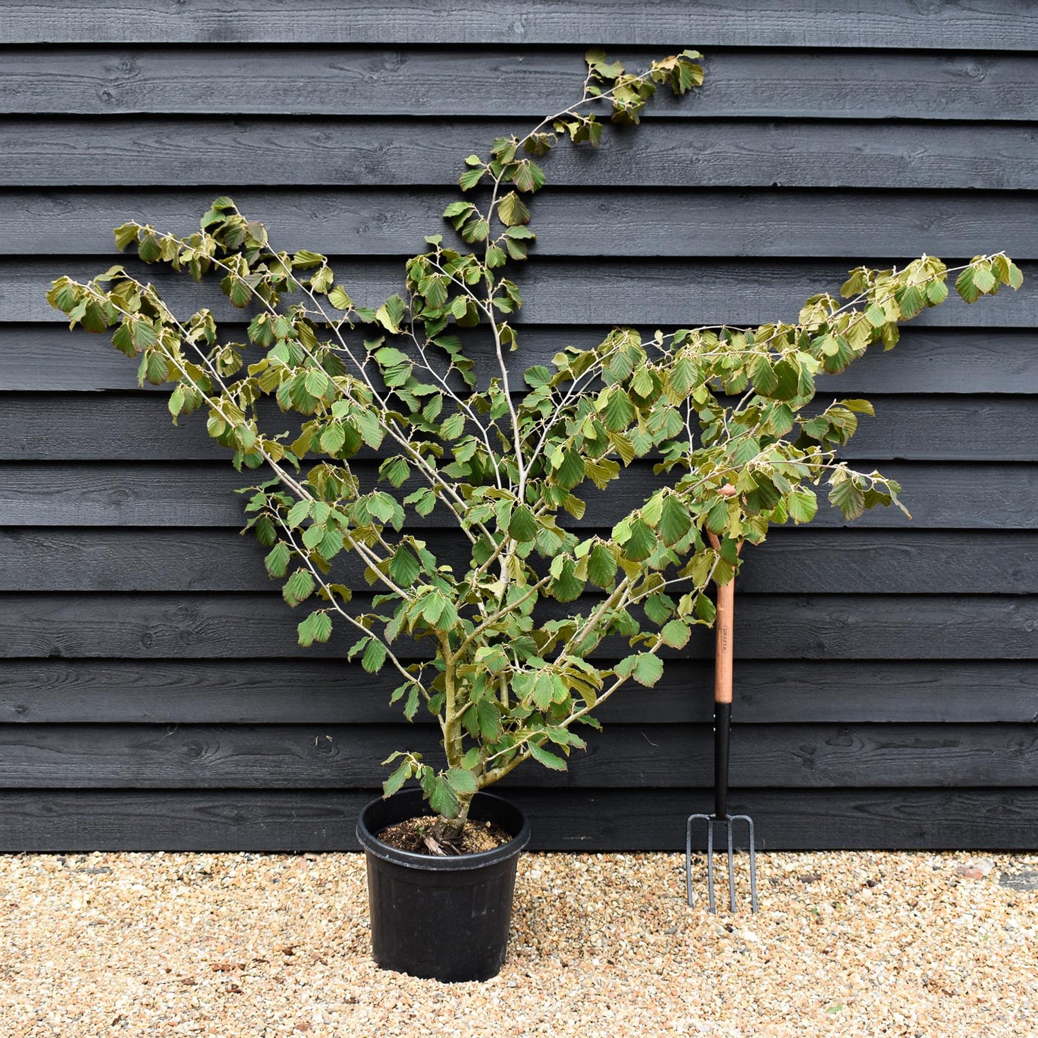 Hamamelis x intermedia 'Pallida' | Witch hazel - Height 150cm - 25lt