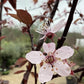 Prunus cerasifera 'Pissardii' | Cherry Plum 'Pissardii' - Half Standard - 250-310cm - 25lt