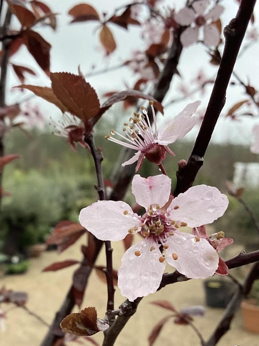 Prunus cerasifera 'Pissardii' | Cherry Plum 'Pissardii' - Half Standard - 250-310cm - 25lt